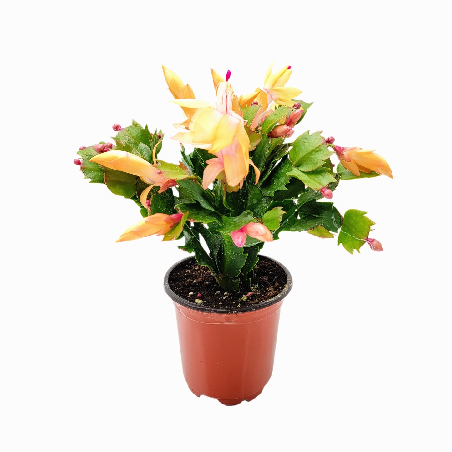 Wonderland Flora Thanksgiving Cactus, Peach Seasonal Blooms, Live Indoor Plant, Flowering Houseplant, Christmas Cactus, 4-Inch Pot, Holiday Decor, Pet Safe, Free Heat Pack