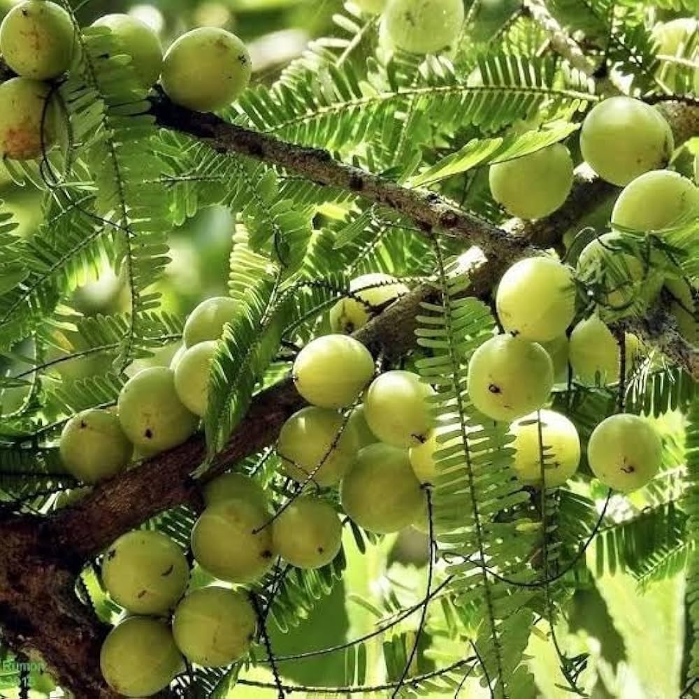 Indian Amla Seeds for Planting, Easy to Grow & High Yield, Home Garden Gooseberry Seeds, Suitable for Pots & Outdoors, Nutrient-Rich & Hardy Variety, Ideal for All Climates, Fast Germination