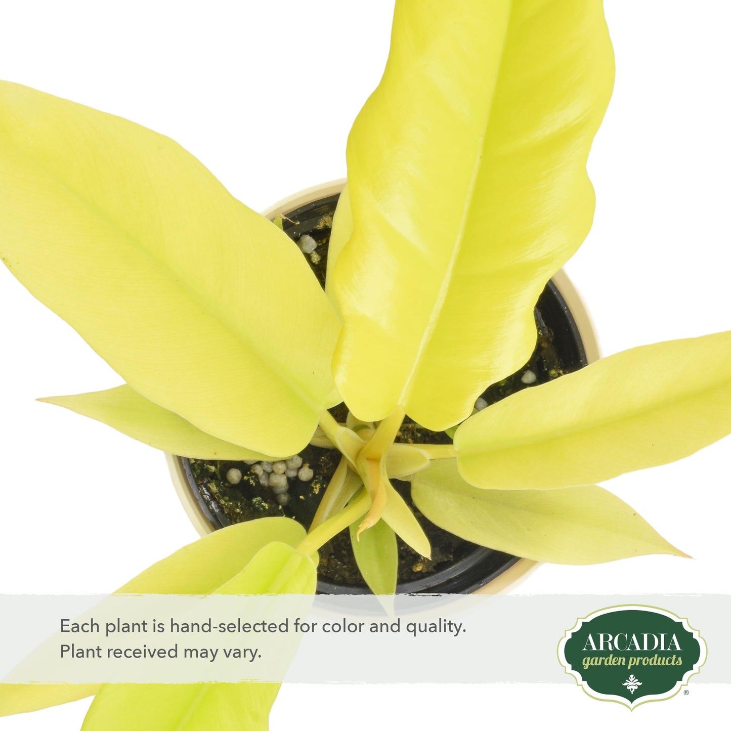 Arcadia Garden Products Live Golden Crocodile Philodendron Rare Indoor Houseplant in Plastic Pot, Tropical Plant Collector Gift for Home and Garden Decor, 4-inch, Beige