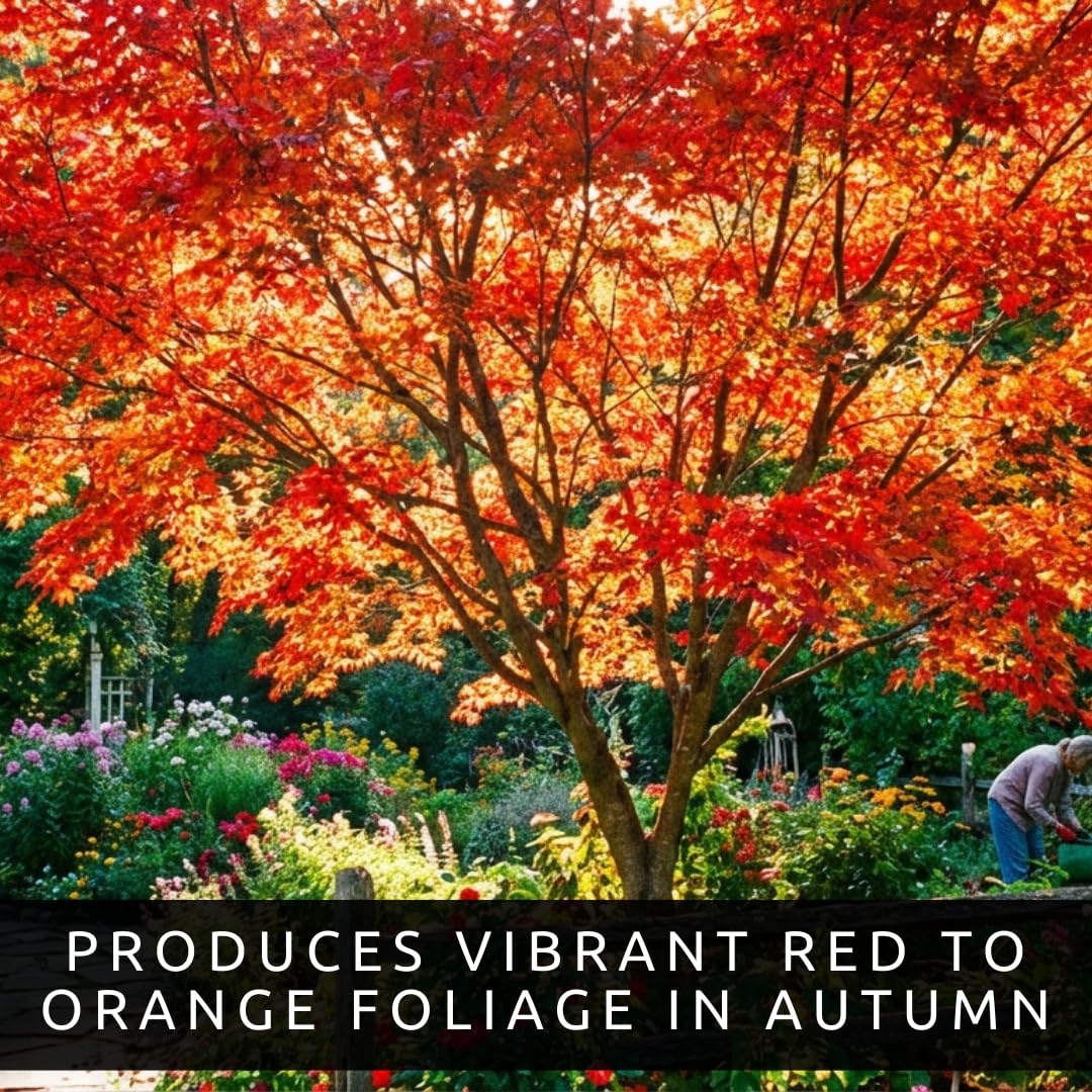 Amur Maple Tree Live Plants (Acer ginnala) – Brilliant Red Fall Foliage – Hardy Ornamental Landscape Tree – Fast Growing Compact Maple – Well Rooted Starter Sapling (1 Tree)