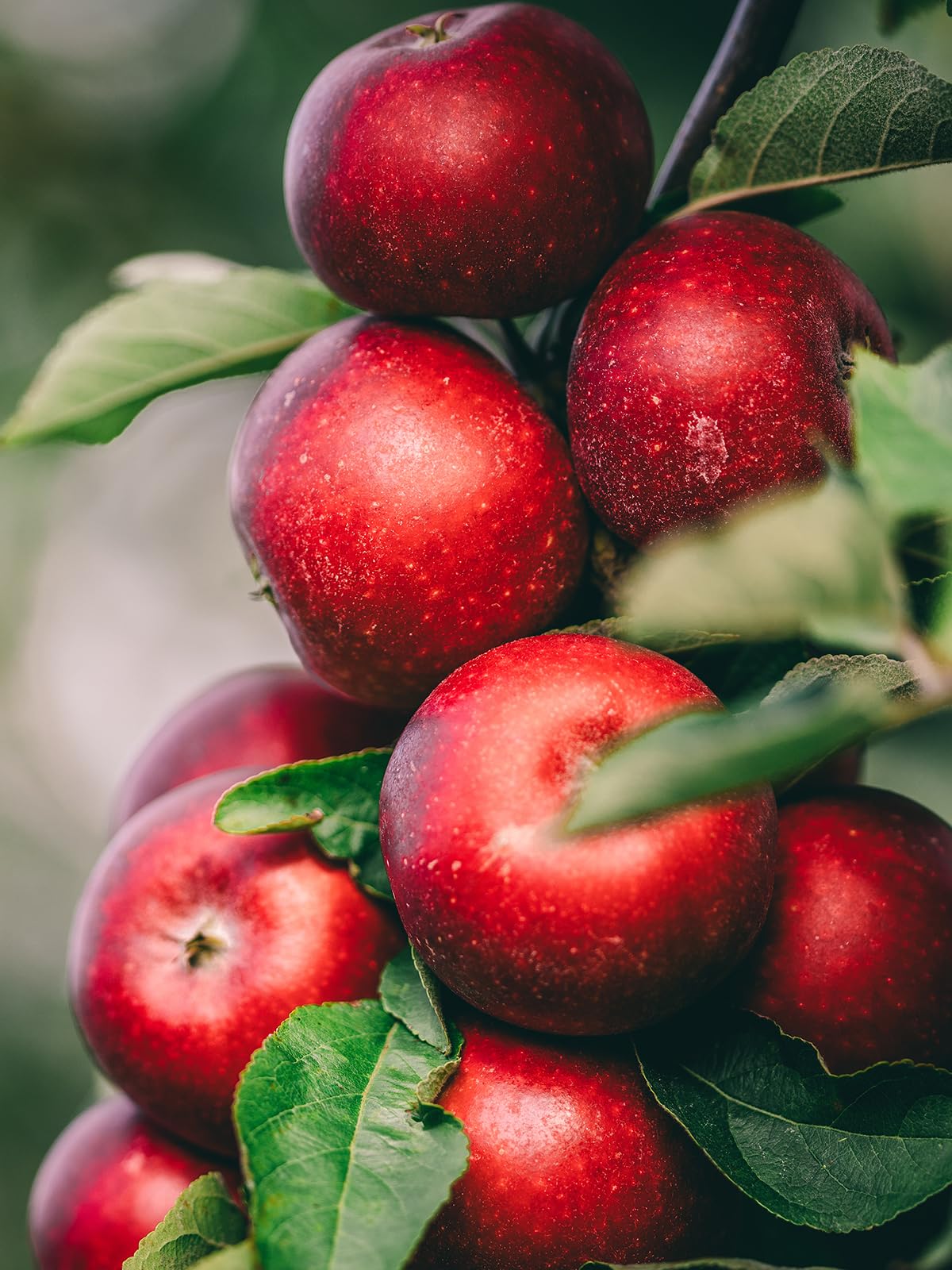 McIntosh Apple Tree, Deciduous, Large Bright Red Fruit, 1 gal Nursery Pot, 2-3 ft. Tree Height (Due to Agricultural Laws, we Cannot Ship to CA, AZ, AK, or HI)