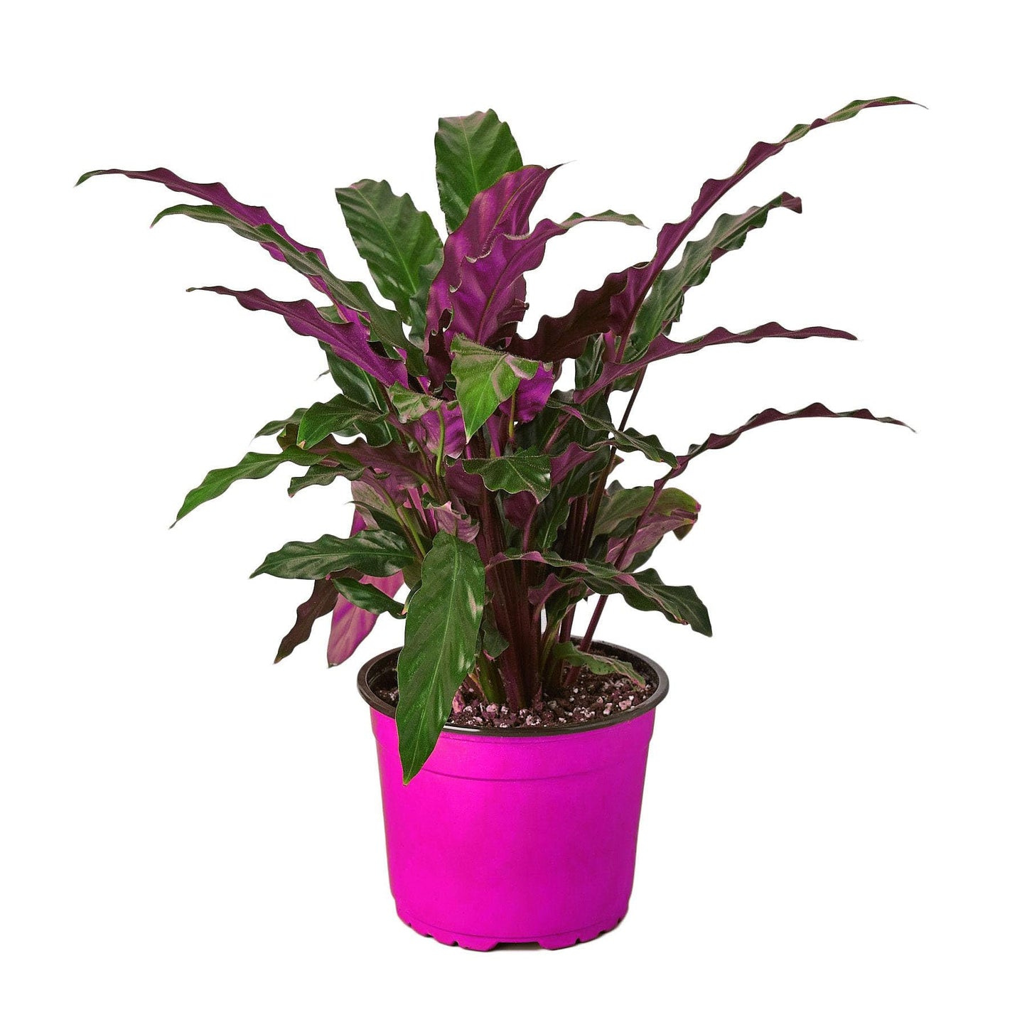Calathea Rufibarba 'Furry Feather' in 4in Pot - Live Tropical Houseplant - Easy to Grow | Air Purifying | Pet Friendly | Variegated | USA Growers | The Snobby Leaf