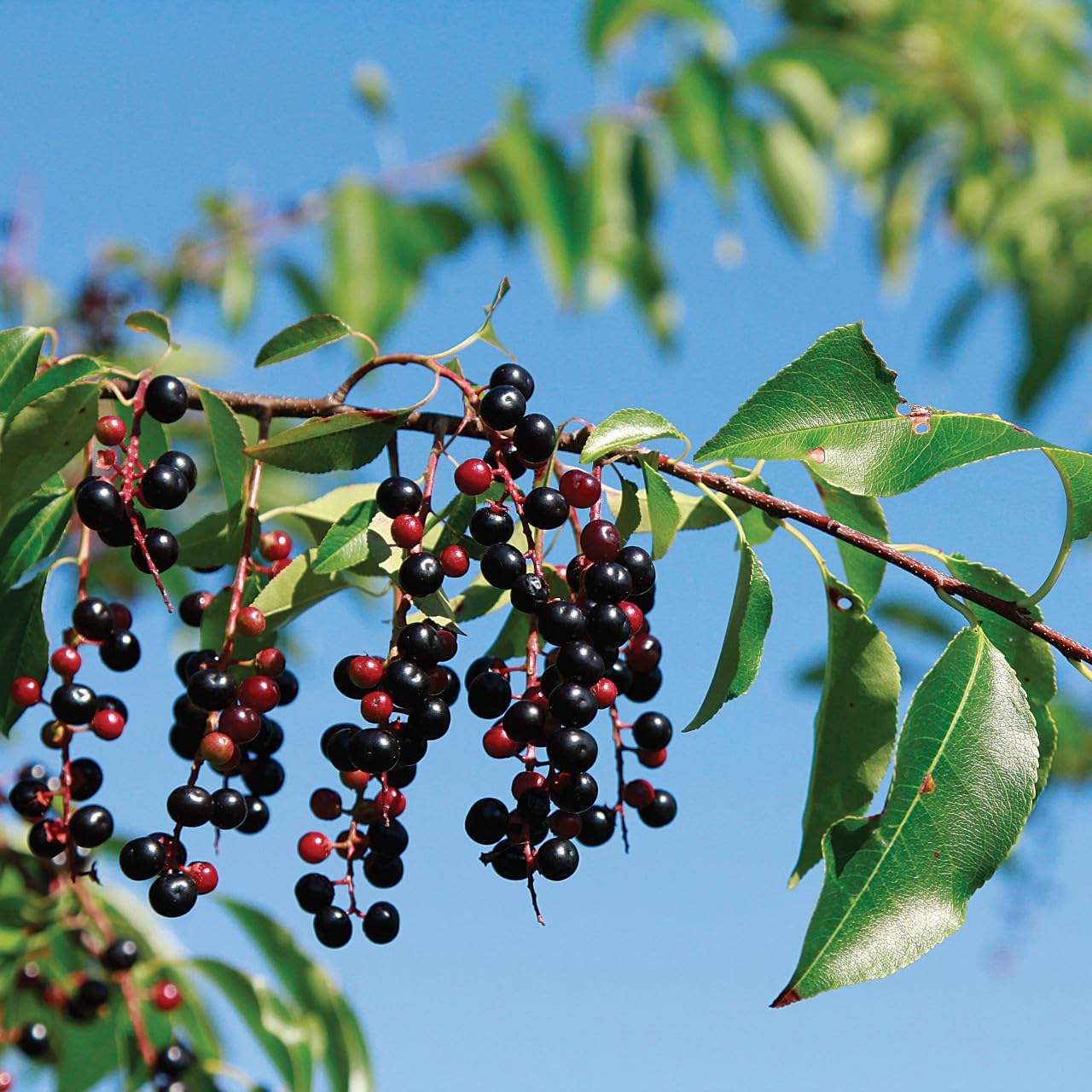 40 Pcs Black Cherry Tree Seeds, Fruit Tree Seeds for Planting, Prunus Serotina Dwarf Cherry Tree with Edible Black Cherries Non-GMO Fruit Seeds for Planting