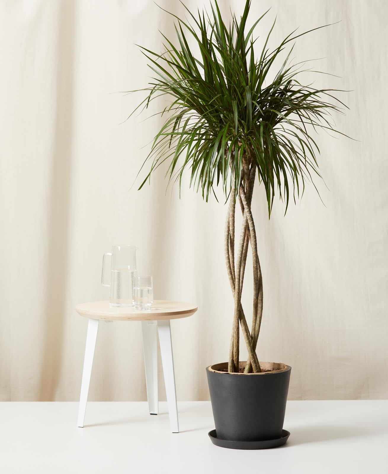 RedCrocus - RedCrocus Dragon Tree Dracaena marginata - Indoor & Outdoor Living Plant, Low Maintenance, Stylish Foliage, Pet Safety Warning 10" Pot