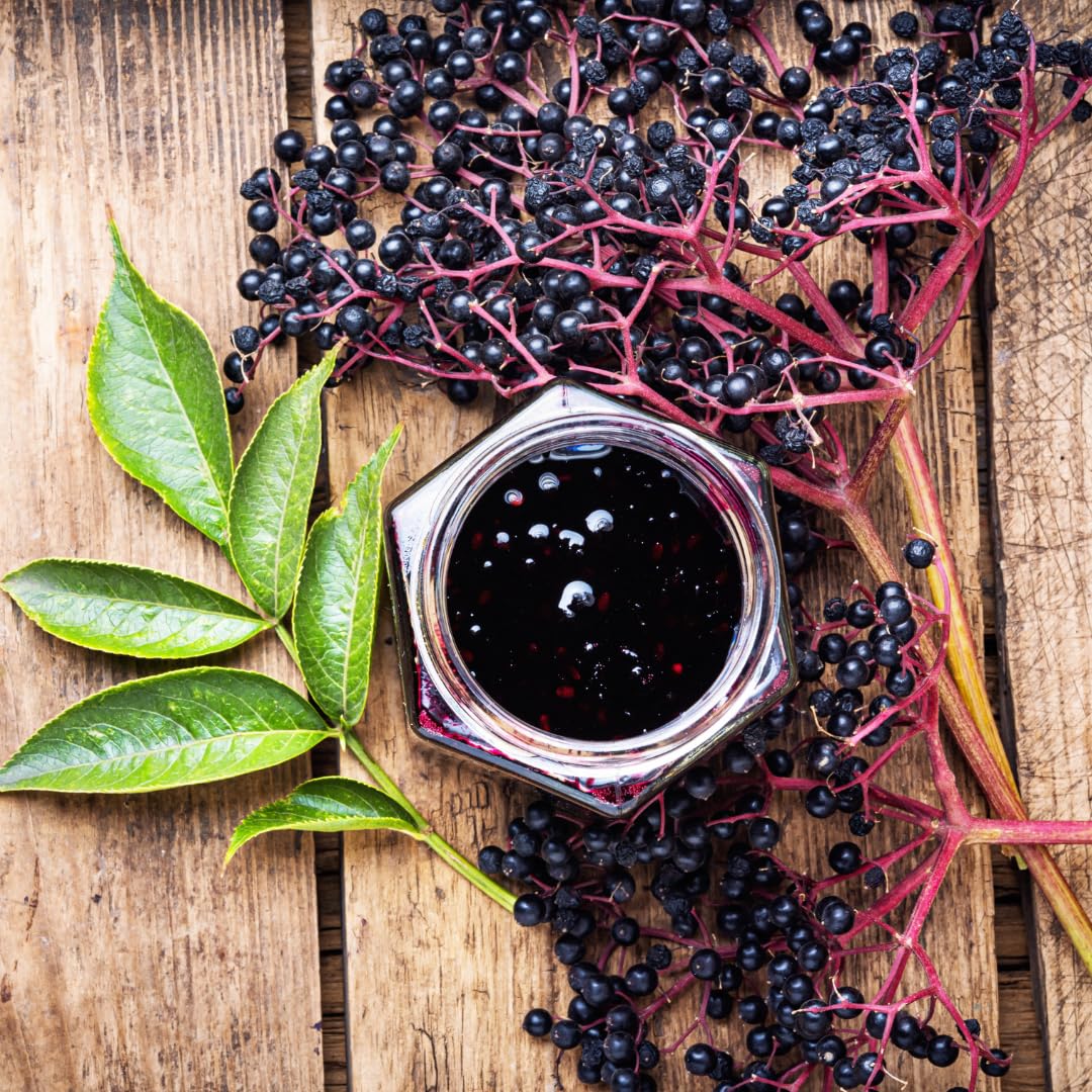 Hardy Black American Elderberry Bushs Live Plants, 1-2 Feet Sweet Elderberry Plants Fruit Trees for Outdoor Planting