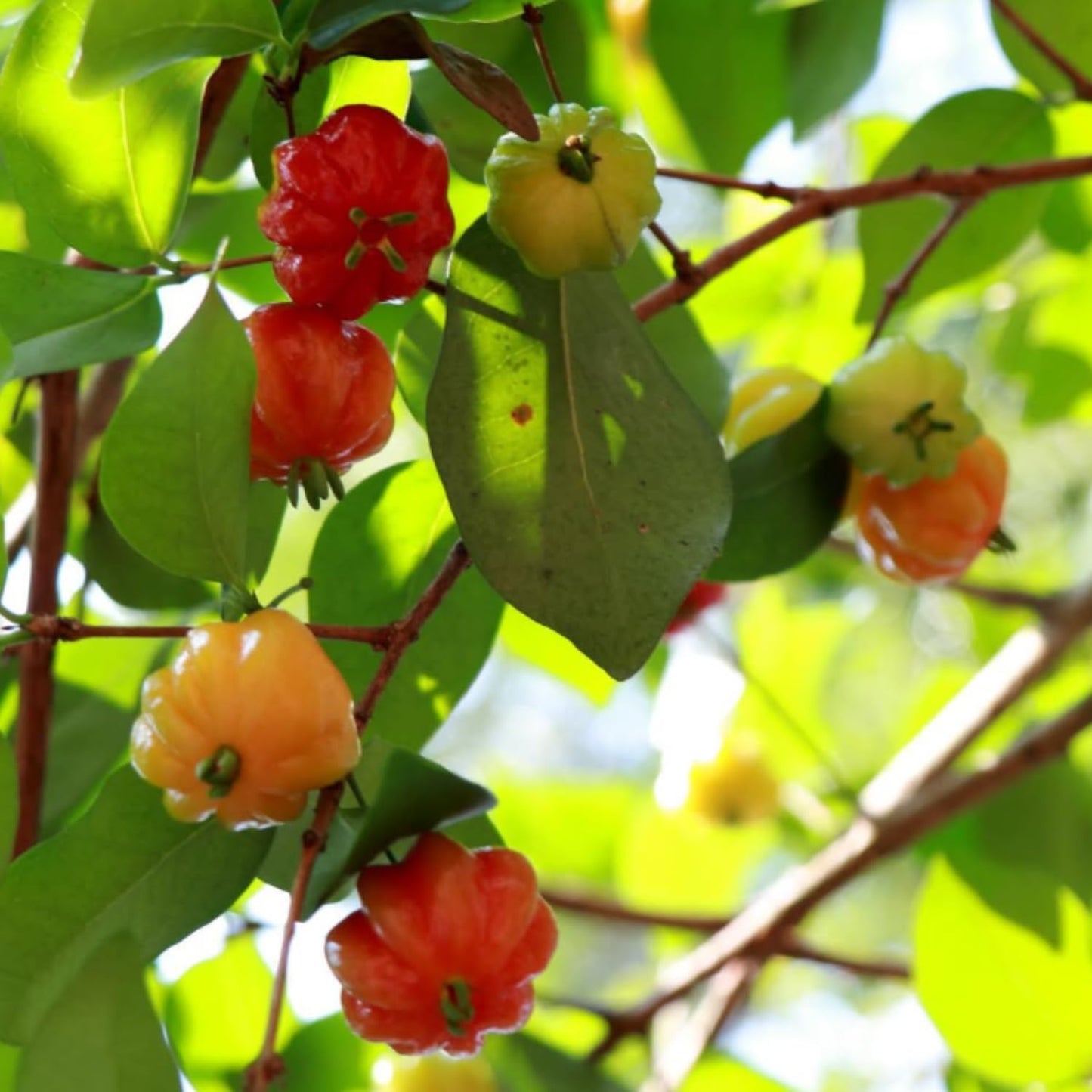 Surinam Cherry Live Plants, Sweet Fruit Tree, Cherry Bush 4-6'' Tall, Edible Fruit Tree for Garden Planting
