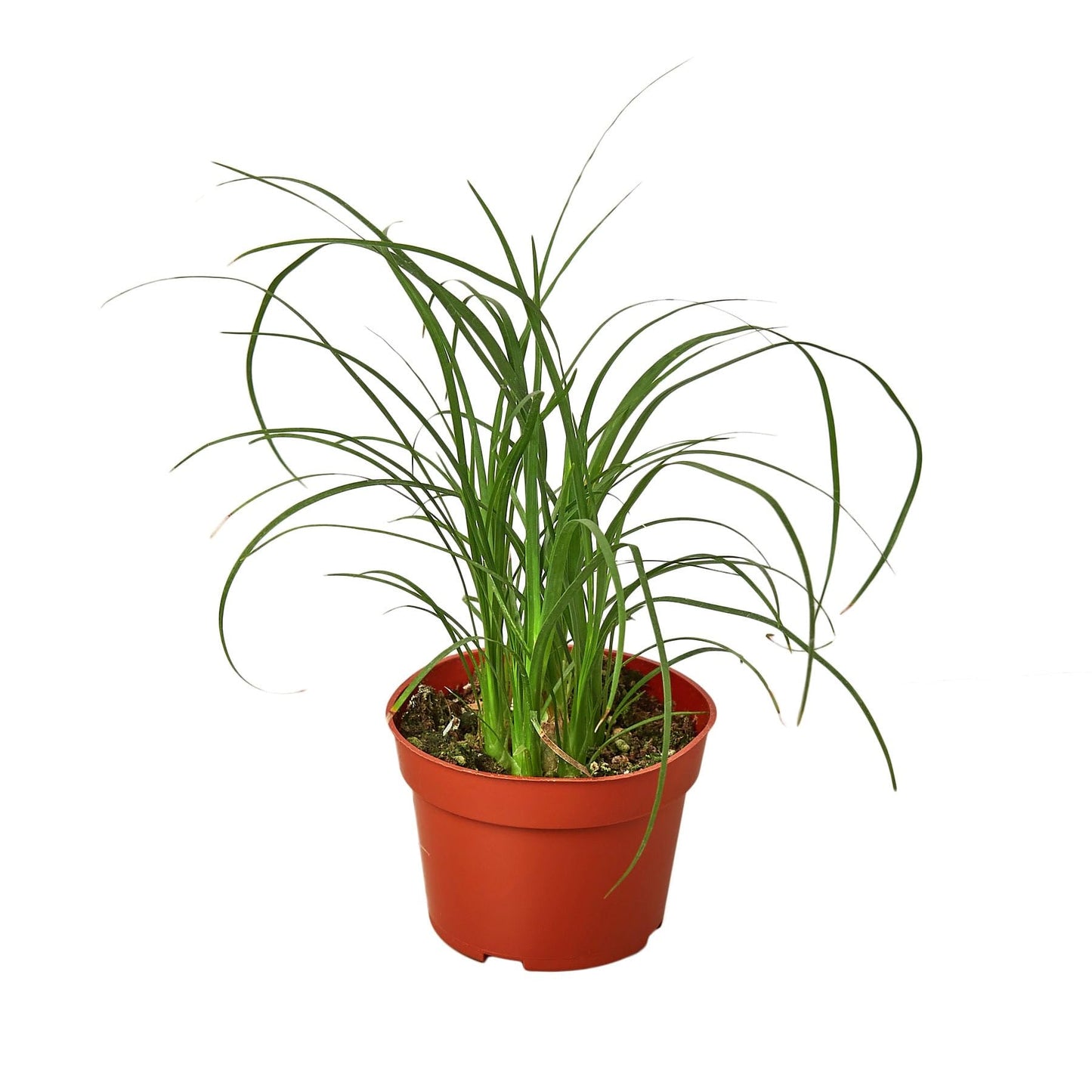 Palm Ponytail | Live Plant for Indoor & Outdoor | for Living Room, Office, Bathroom | (4" Pot)
