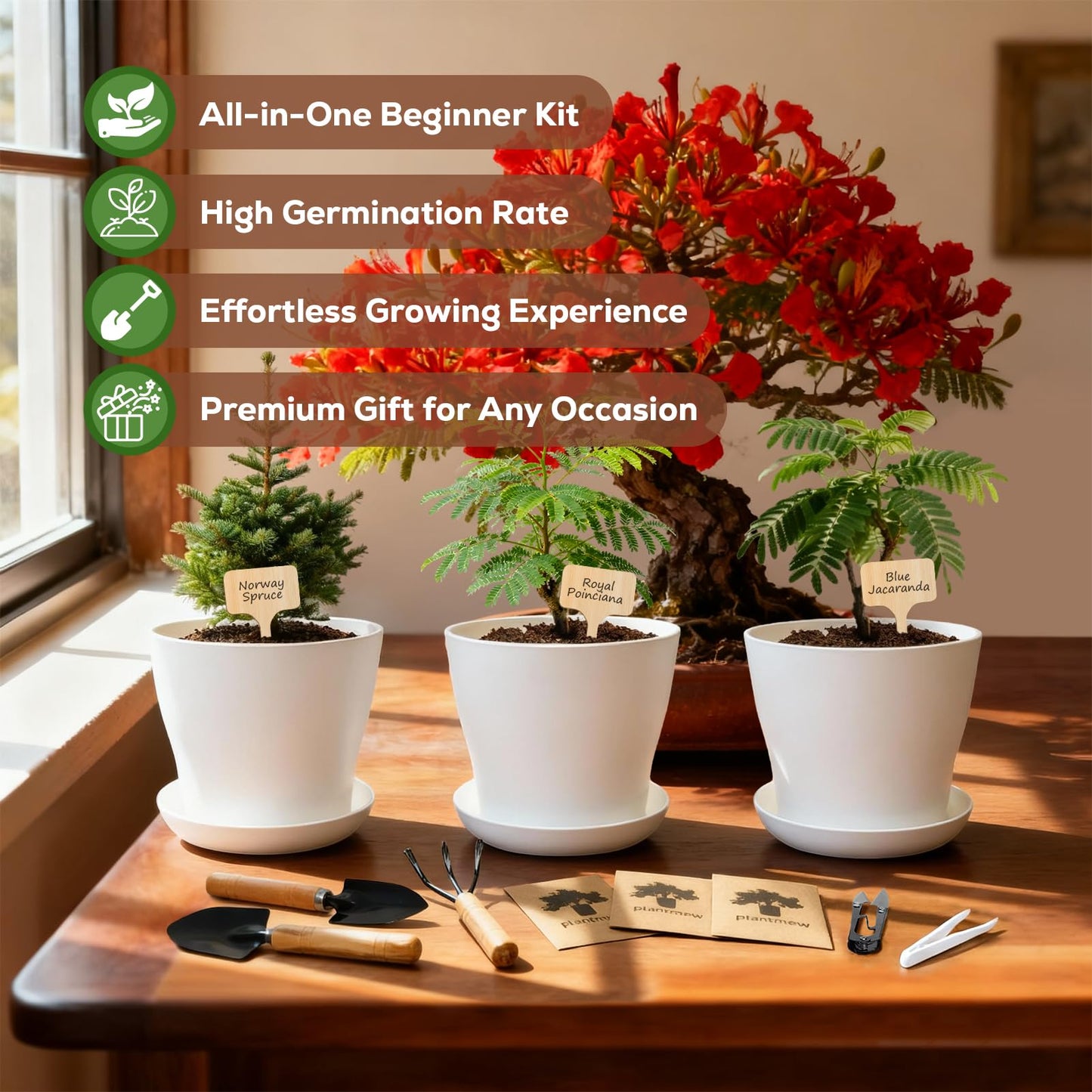 Jacaranda Bonsai Starter Kit – Complete DIY Indoor Growing Kit with Tools, Planter & Guide | Unique Gardening Gifts for Beginners, Women, Men, Mom & Dad | Live Plant Craft Hobby Set