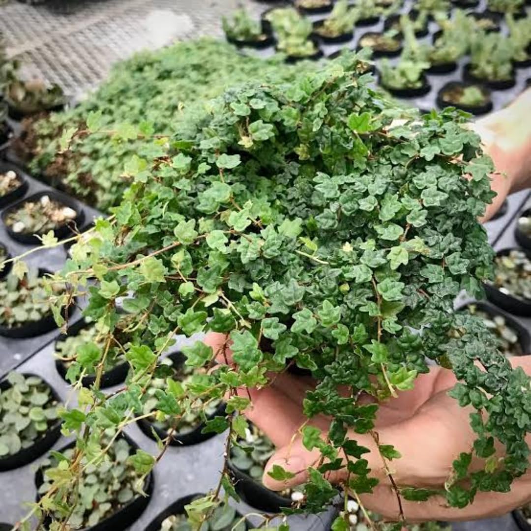 String of Frog Live Plants, Easy Indoor Trailing Succulent in 2.5" Pot, Hanging Succulent Houseplant Indoor Outdoor Planting