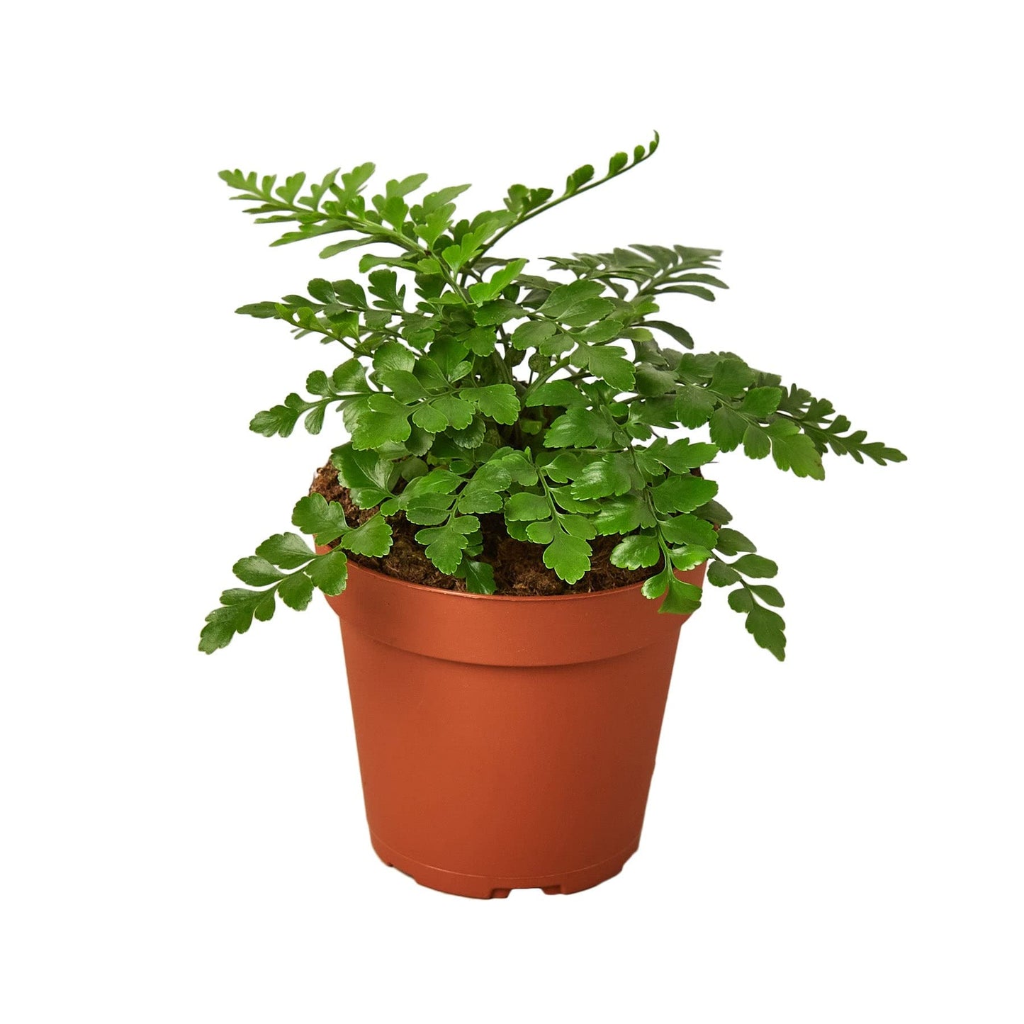 Austral Gem Fern | Live Plant for Indoor & Outdoor | for Living Room, Office, Bathroom | (6" Pot)