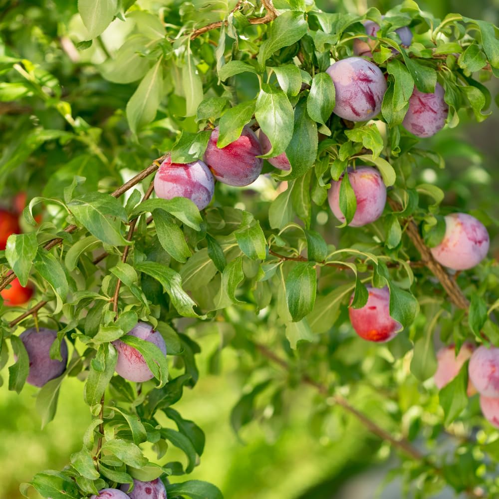 Santa Rosa Plum Trees Live Plants, Live Plum Tree in 3 Gal Pot, Large Plant from 3 Feet Tall, Sweet and Juice Fruit for Outdoor Gardening, No Ship to CA