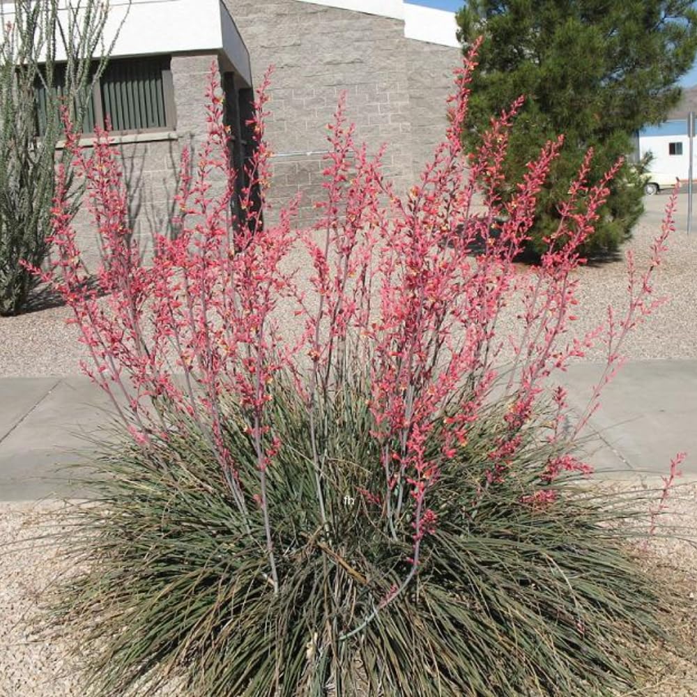 Red Yucca Live Plant, Yucca Succulent Plant Potted 4 to 8 Inch Tall, Live Outdoor Garden Plants in 4" Pot