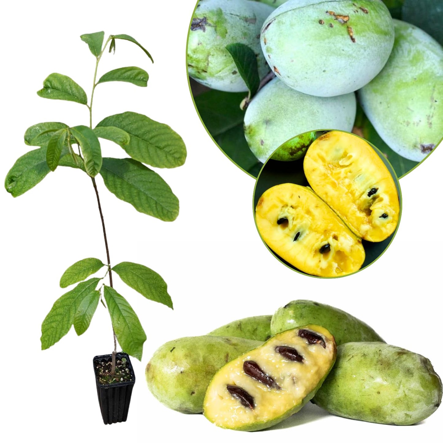 Pawpaw Tree Live Plant, 6-15 Inch Tall, Quart Pot, Paw Paw Plant Live for Outdoor Planting, Cold-Hardy Fruit Tree