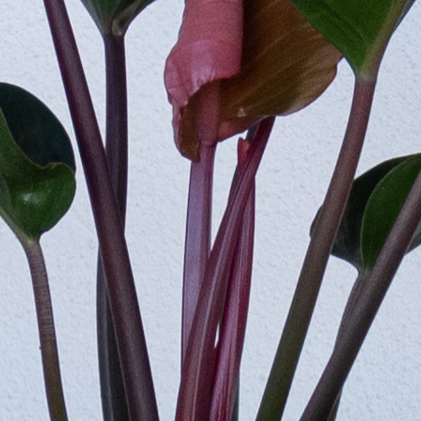 United Nursery Philodendron Red Congo 28-32 inches Tall Live Indoor Plant 10 inch Plant Pot Bold Green Foliage with Striking Red Stems Air Purifying Floor Plant for Office and Home Decor