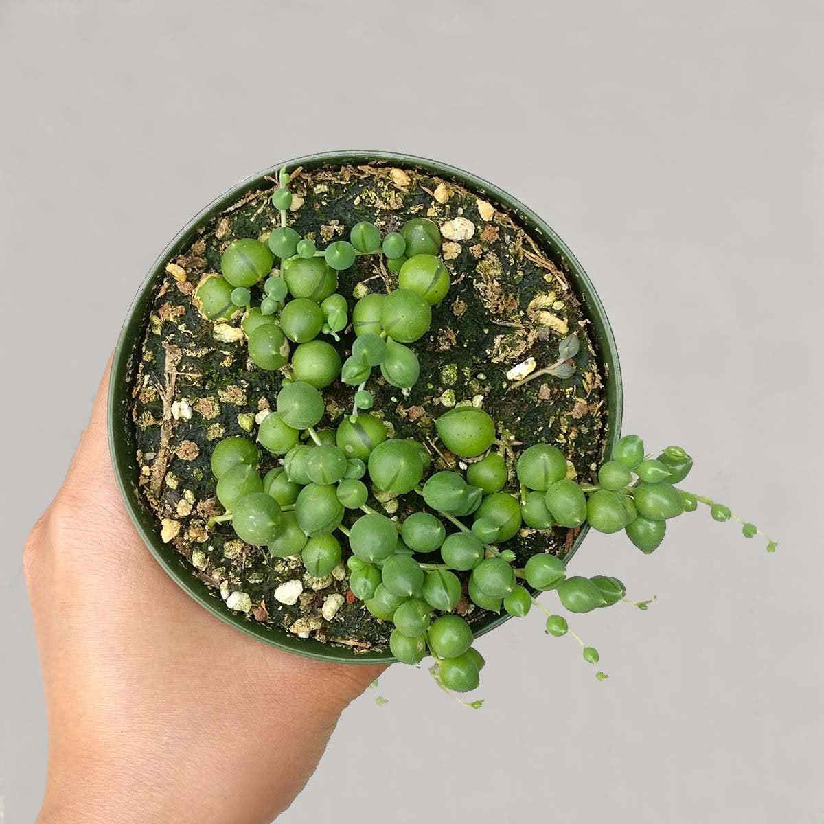 Shop Succulents | Perfect String of Pearl Succulent Plant, Ideal for Hanging Baskets or Trailing Planters, 4" Pot