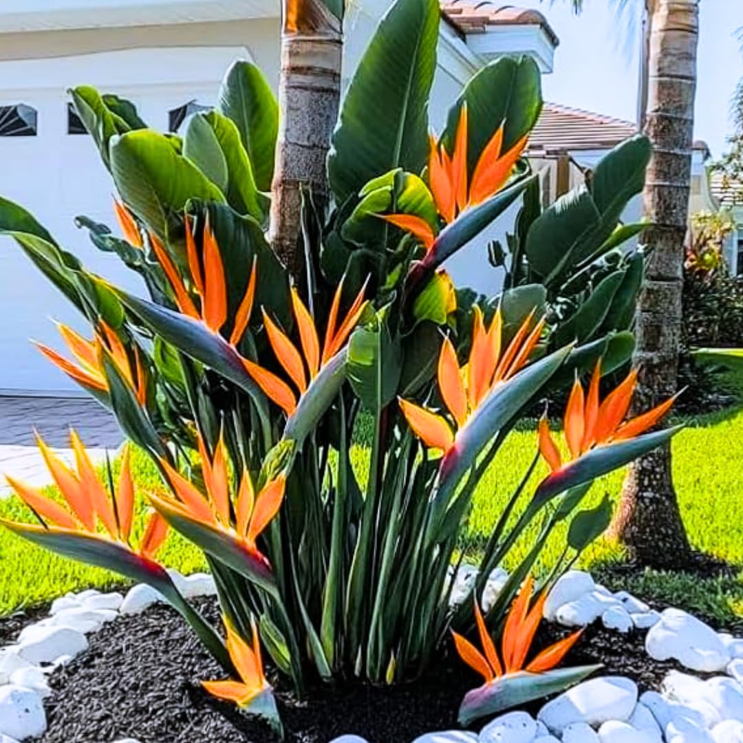 Orange Bird of Paradise Live Plant, Size 5-12” Tall, Strelitzia Reginae Houseplant Indoor Outdoor Tropical Plant