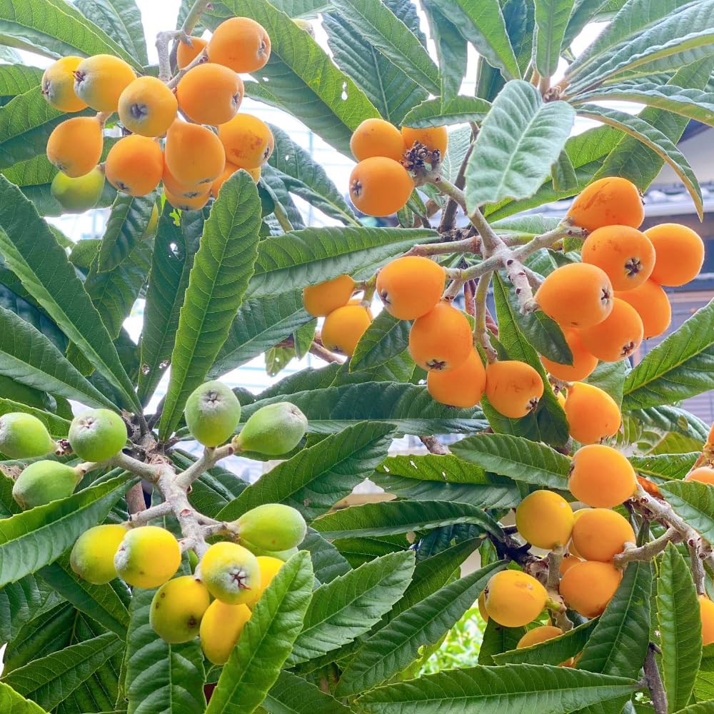Loquat Tree in 3 Gallon Pot, Sweet Yellow Loquat Fruit Plant, Well Rooted Tree for Outdoor Planting, No Ship to CA