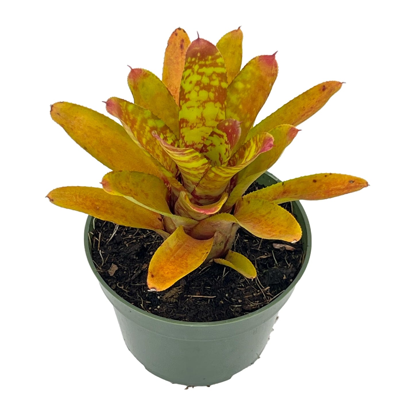 ragnaroc Live Plants – Bromeliad Neoregelia Clementine, 4-8" in 4" Pot - 1ct - Live Arrival Guaranteed - House Plants for Home Decor & Gift