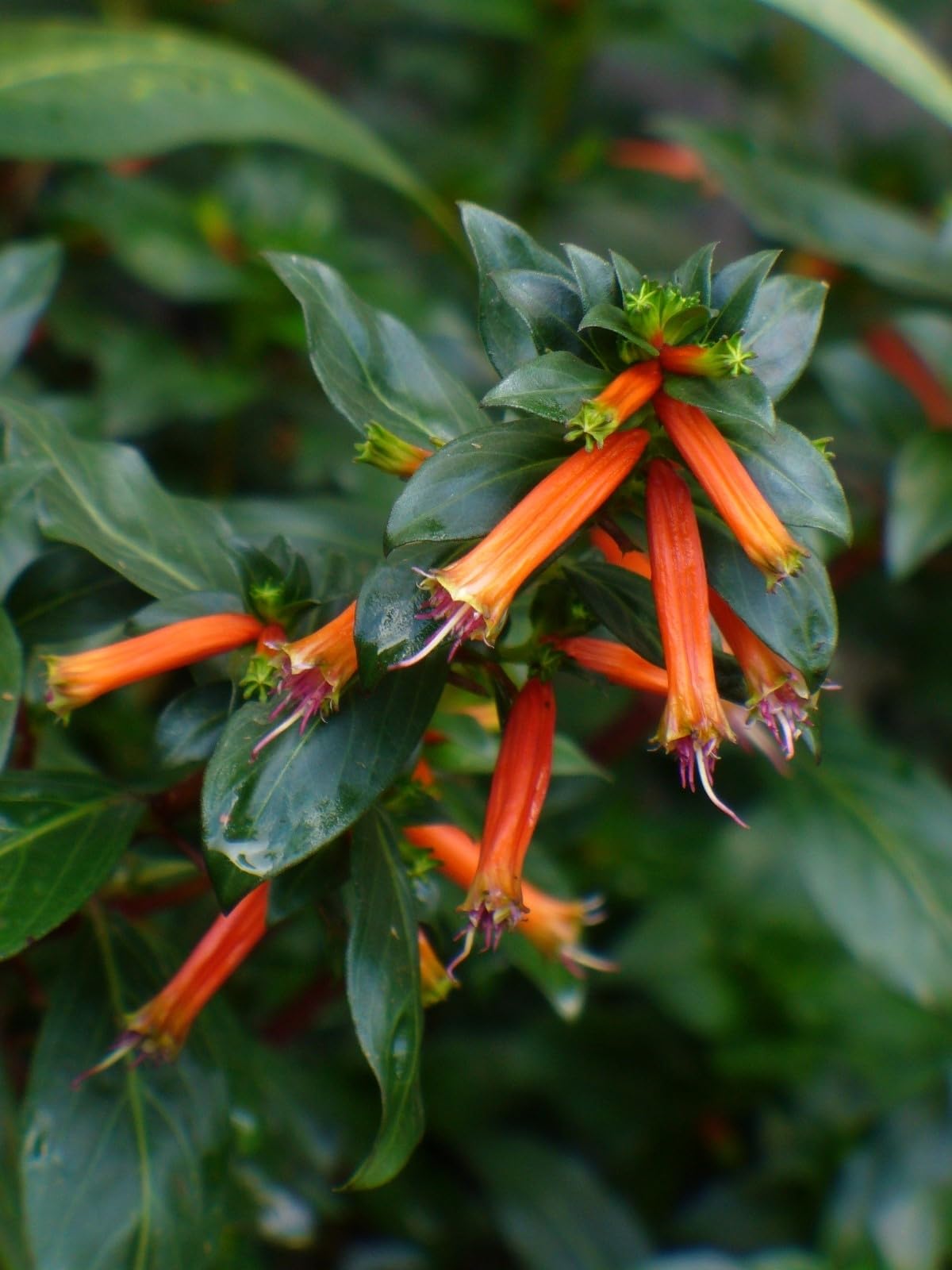 Big Cigar Cuphea Plant (Cuphea Ignea) - Pack of 2 (Two) - 5-9" Live Plants - Orange Firecracker Flower - Hummingbird Magnet - Heat Tolerant Non-Stop Bloomer for Patio Pots