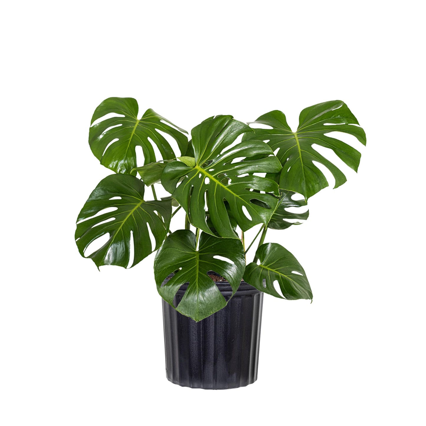 Monstera Deliciosa Live Plant by United Nursery, Swiss Cheese Plant, 24–28 inches Tall in 10 inch Plant Pot, Indoor House Plant, Easy Care Floor Plant for Patio, Office, or Home Decor