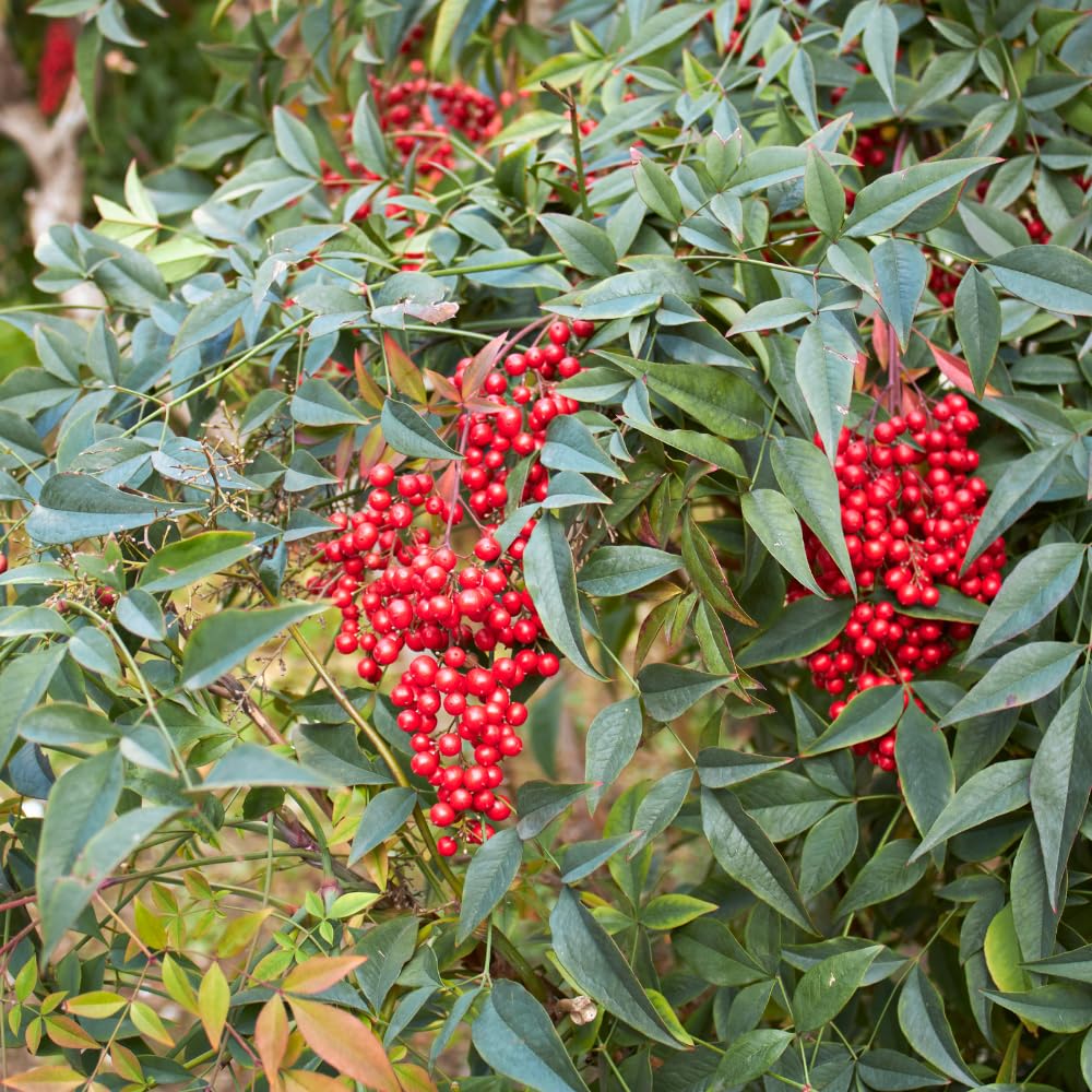 1 Nandina Domestica, 2.5 Inch Pot Nandina Live Plant, Heavenly Bamboo, Easy Care, Evergreen Shrub with Seasonal Red Foliage, Ideal for Garden & Landscape