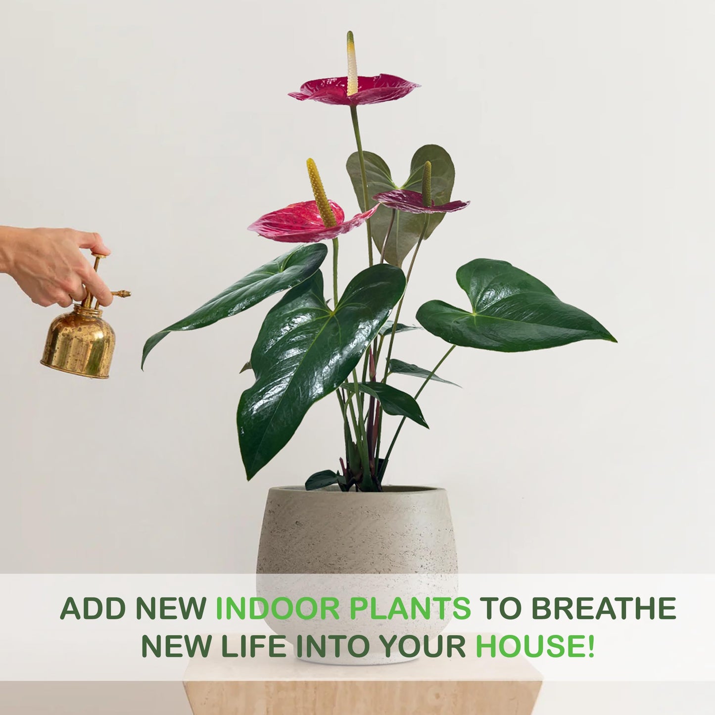 LEAL PLANTS ECUADOR Anthurium Andraeanum Red Live Plant (Pack of 2) Easy Care, Air-Purifying Indoor Plant for Wellness & Home Decor, Office Desk, Unique Sustainable Gift