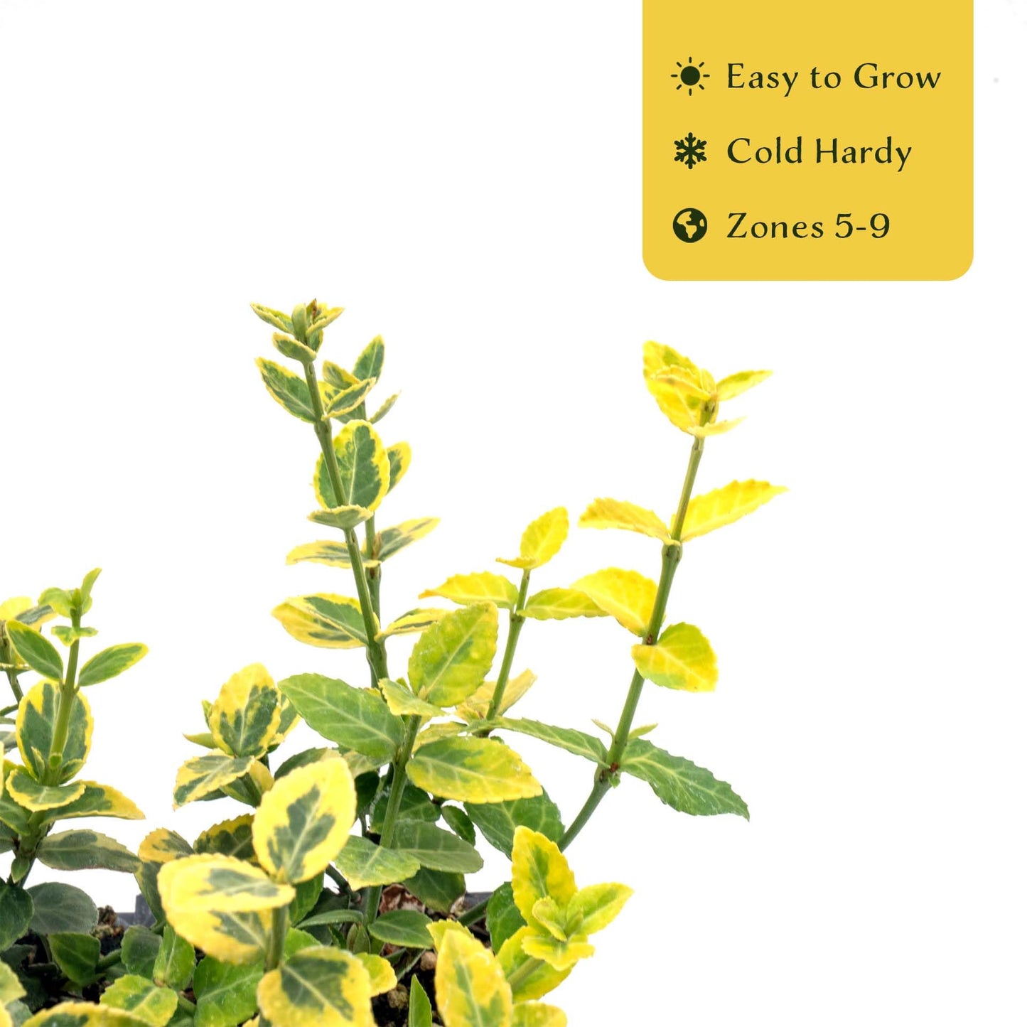 6 Green ‘n’ Gold Euonymus – Variegated Evergreen Shrub for Groundcover, Borders & Low Hedges (Euonymus fortunei ‘Emerald ‘n’ Gold’) in 3.5″ Cubes, Live Plants
