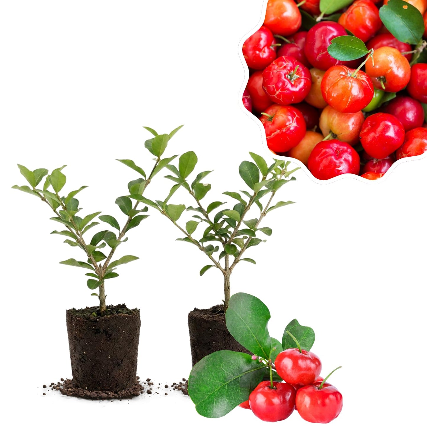 2 Barbados Cherry Tree Live Plant, 4-7'' Tall, Barbados Cherry Tree for Edible Garden, No Pot