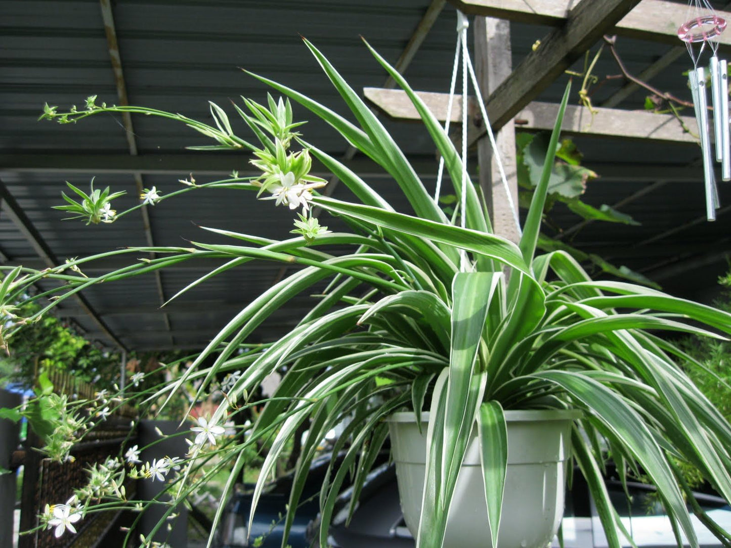 Enchanting Spider Plant - 3 Live Starter Plants in 2 Inch Pots - Chlorophytum Comosum - Nature's Green Symphony for Your Home