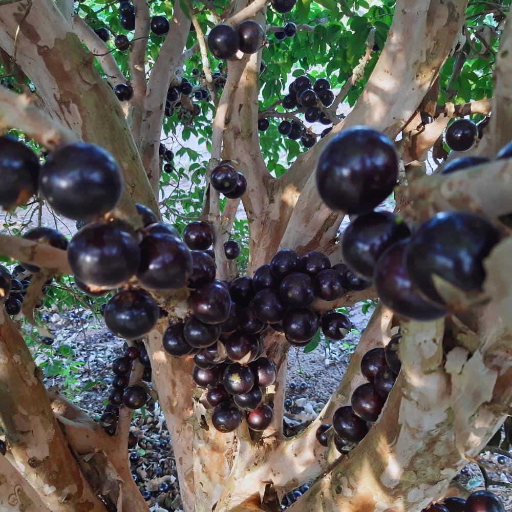 Black Jaboticaba Tree Plant Live, Jaboticaba Grape Fruit Plant, 5 to 8 Inc Long, Tropical Plants Garden
