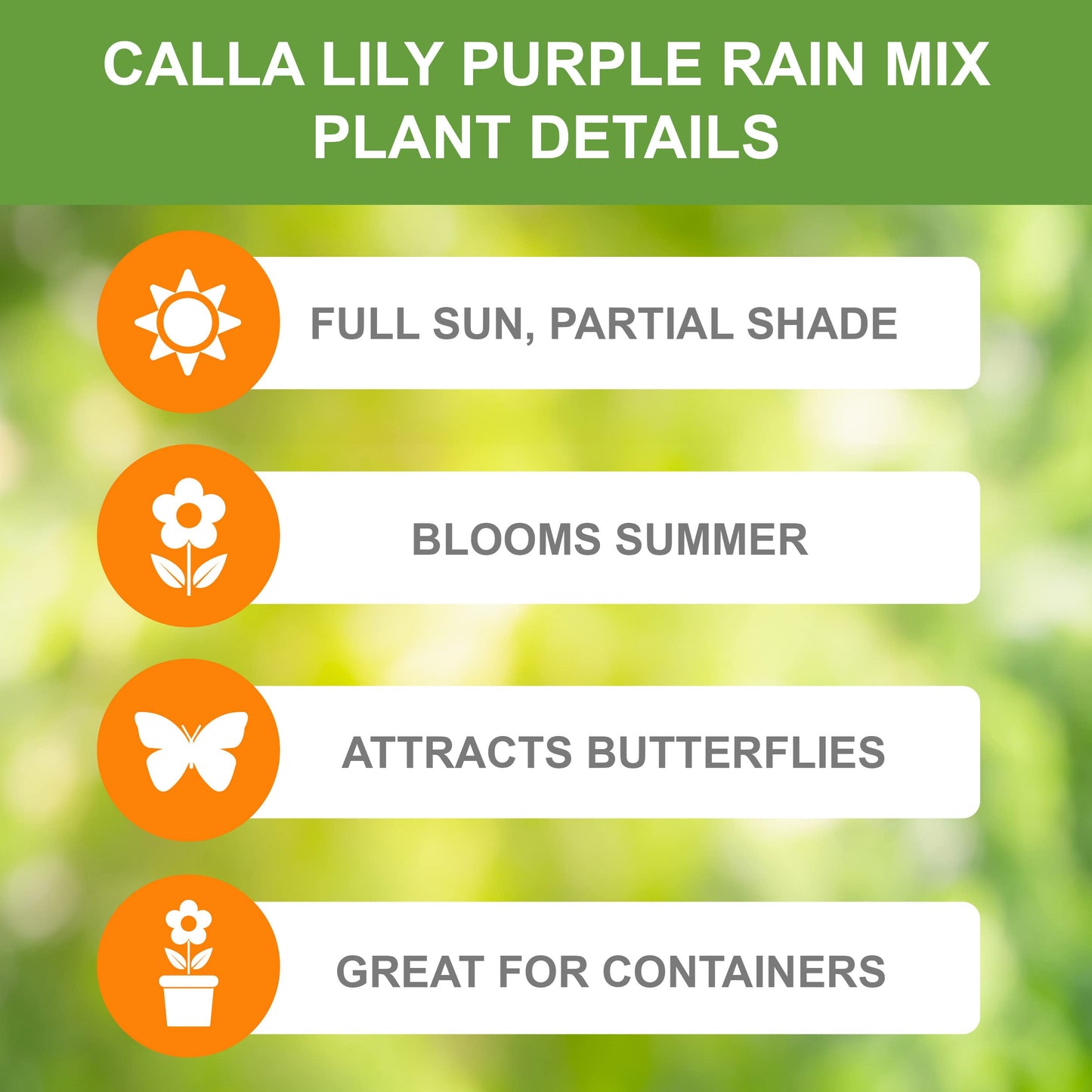 Garden State Bulb Purple Rain Multi-Color Mixed Calla Lily Flower Bulbs, 14/+cm, Spring Planting (Bag of 10)