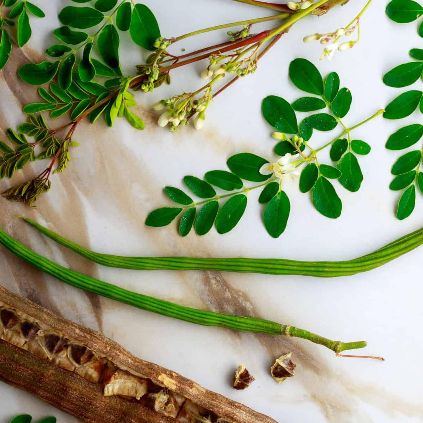 Moringa Plant Live in 4 Inch Pot, Hardy Perennial Moringa Oleifera Drumstick Tree Herb Plant