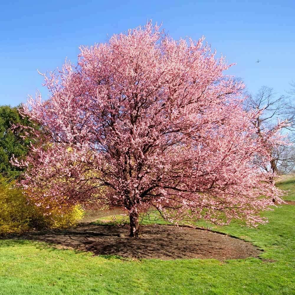 Kwanzan Japanese Flowering Cherry Tree - 8-14" Tall Live Plant - 2.5" Pot - Pink Flowering Seedling - Prunus 'Kanzan'