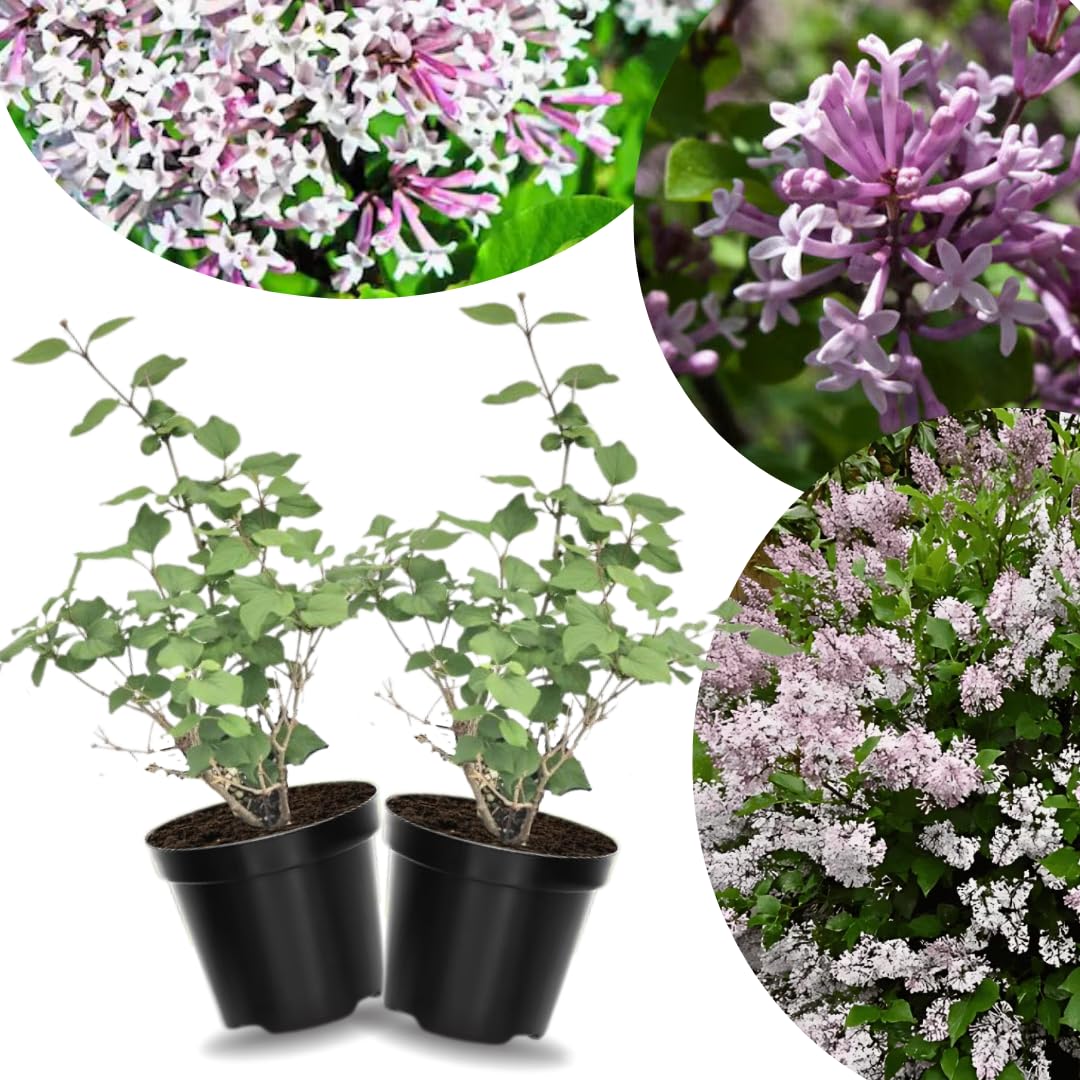 2 Kim Lilac Bushes Trees Live Plants 8-12 Inches Tall, Well Rooted in Quart Pot, Fragrant Spring Flowering Outdoor Plant (Light Pink Lilac Shrub)