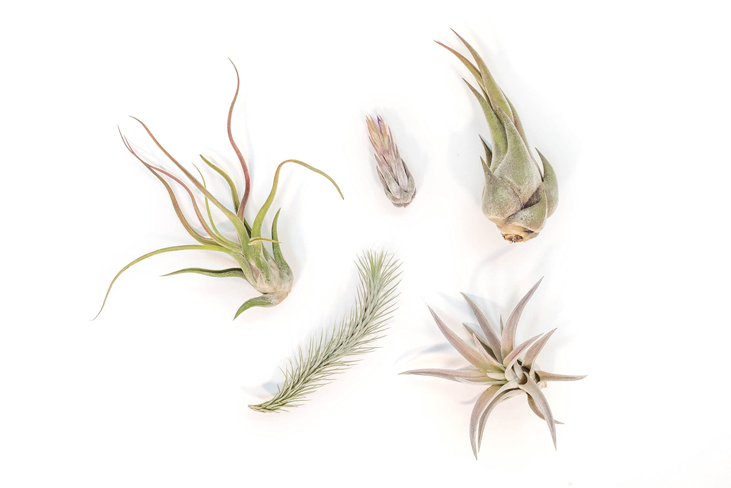 Air Plant Shop 5 Pack Mayan Collection of Tillandsia Air Plants - Wholesale and Bulk - Succulents - Live Tillandsia - Easy Care Indoor and Outdoor House Plants