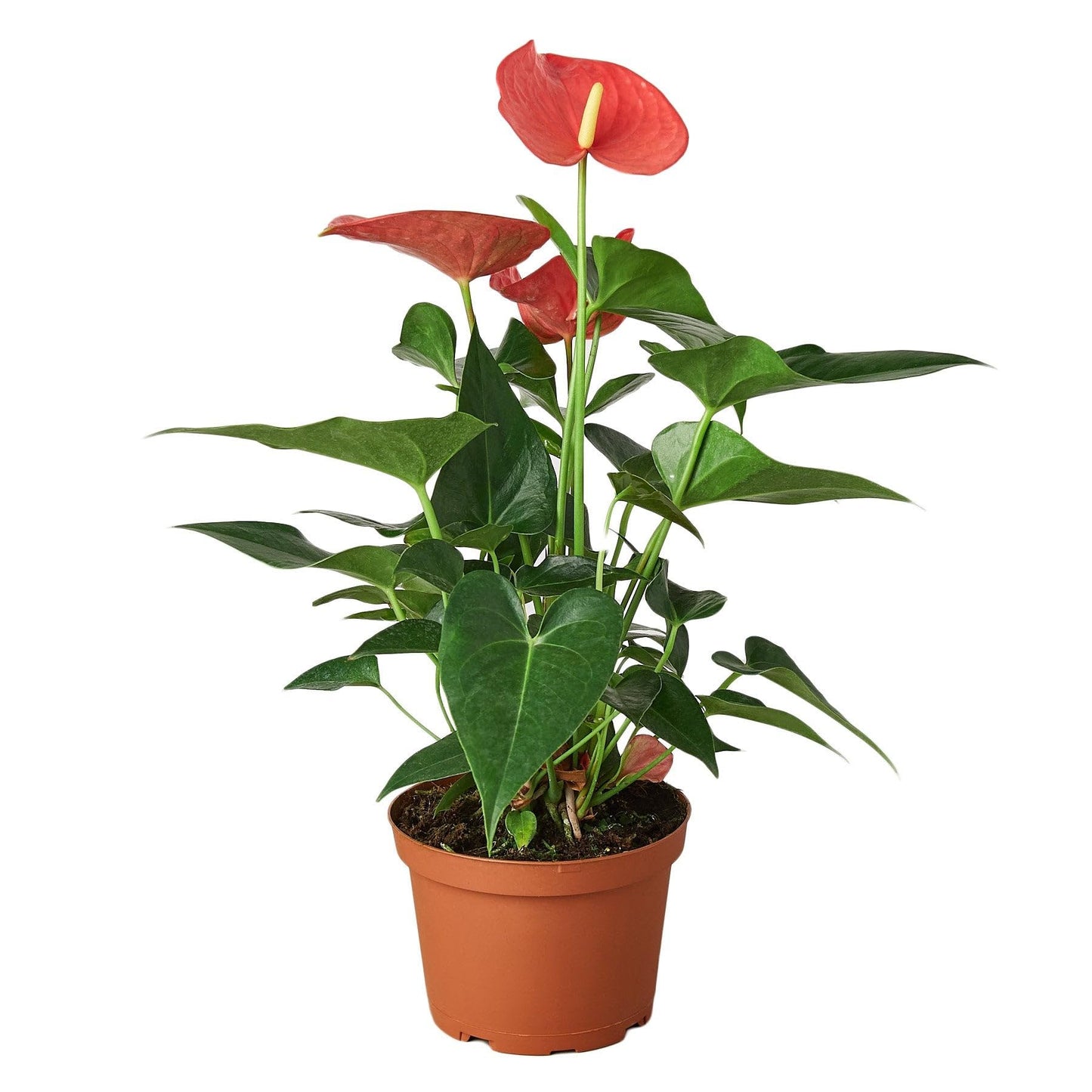 Anthurium 'Pink' in 4in Pot - Live Plants Tropical Houseplants | Variegated | USA Growers | The Snobby Leaf