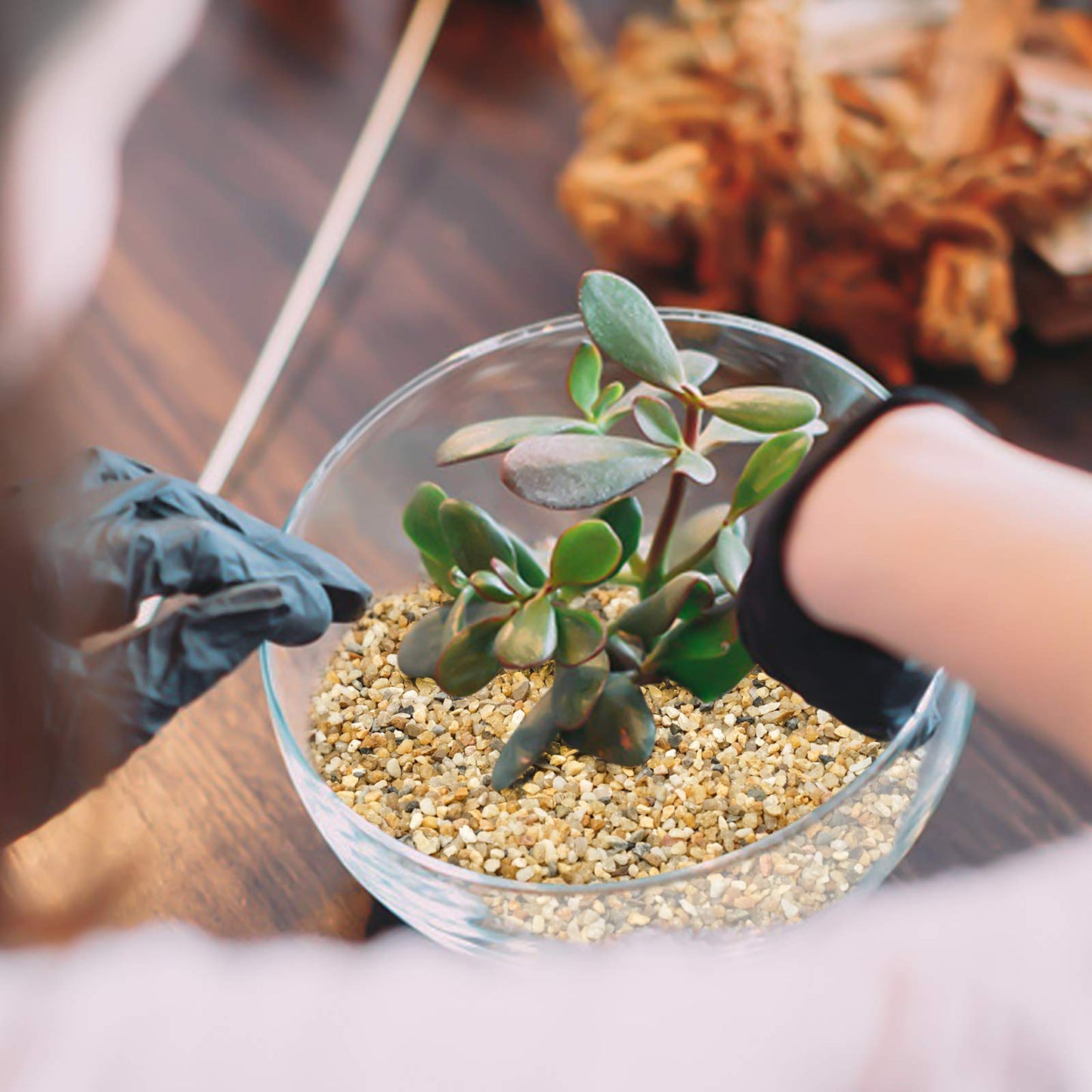 Coarse Sand Stone - Succulents and Cactus Bonsai DIY Projects Rocks, Decorative Gravel for Plants and Vases Fillers，Terrarium, Fairy Gardening, Natural Stone Top Dressing for Potted Plants.