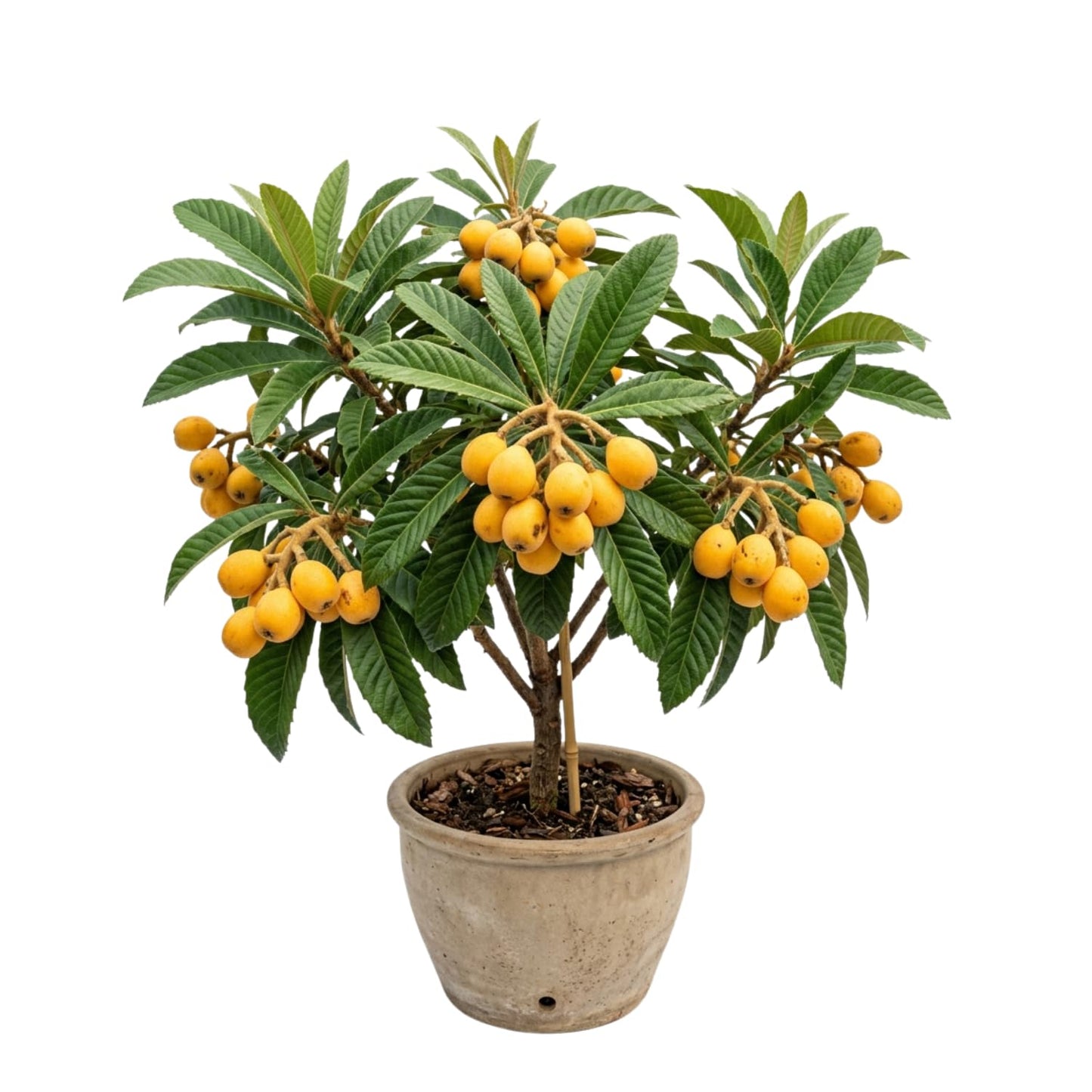 Loquat Plant Live 3 Gallon Pot, Seedling Tropical Outdoor Fruit Tree, Golden Loquat for Growing, 2 to 3 Ft Tall, No Ship to CA