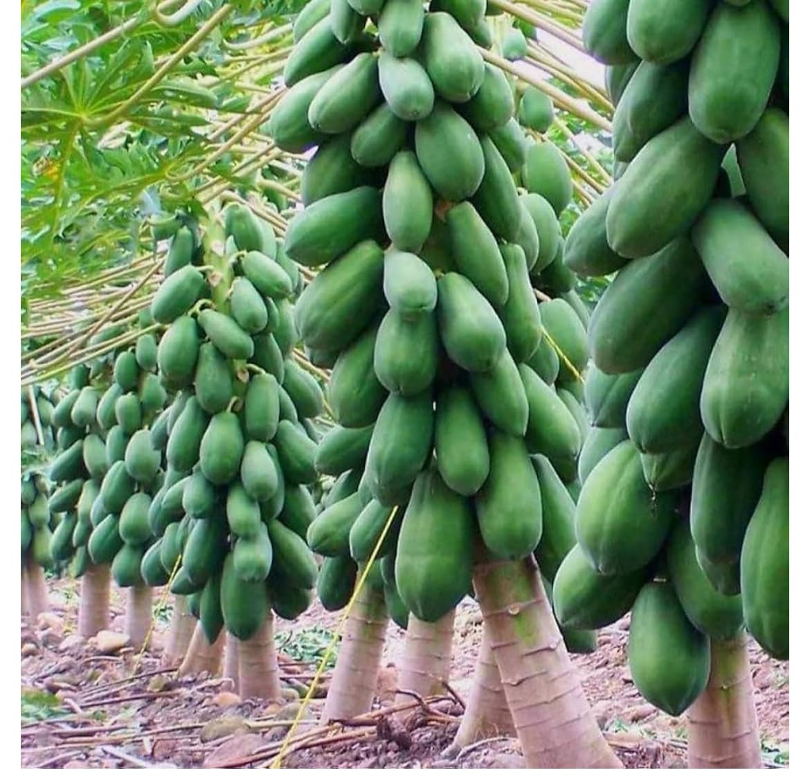 HIGH Germination Mix Papaya 50+ Seeds Đu Đủ Dwarf and Long Non GMO Heirloom - Very Fresh, Rare, Organic, High Yielding, Fast-Maturing and Sweet Flavor - Compact Size for Small Spaces