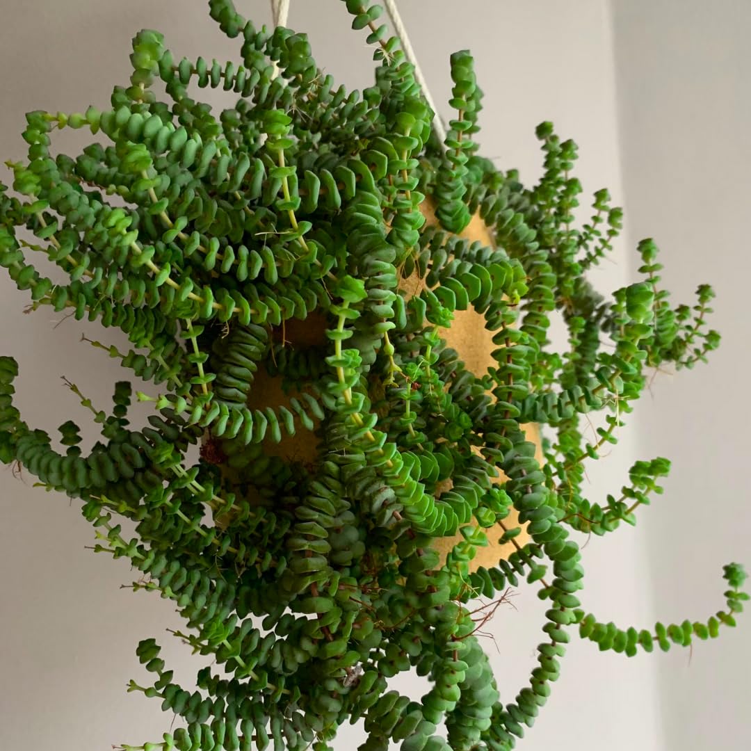 String of Buttons Live Plants, Easy Indoor Trailing Succulent in 2.5" Pot, Hanging Succulent Houseplant Indoor Outdoor Planting