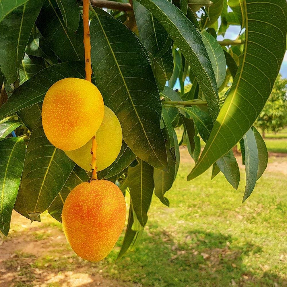 Grafted Mango Tree - Live Fruit Tree in a 3 Gallon Pot - Variety is Grower's Choice Based on Season, Health and Availability - Tropical Edible Fruit Bearing Tree