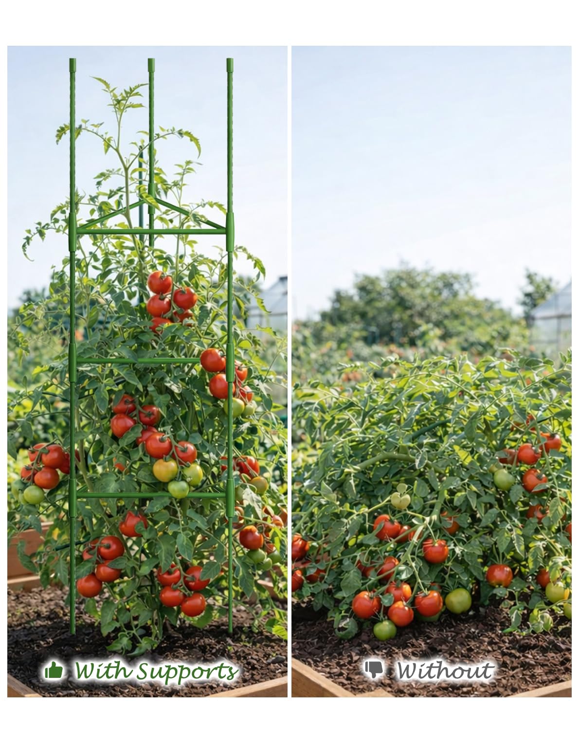 Growsun 51 inch Tomato Cage Heavy-Duty Plant Support Cucumber & Vine Vegetables – Adjustable Green Metal Garden Trellis for Climbing Plants, Indoor & Outdoor Use, 1 Pack