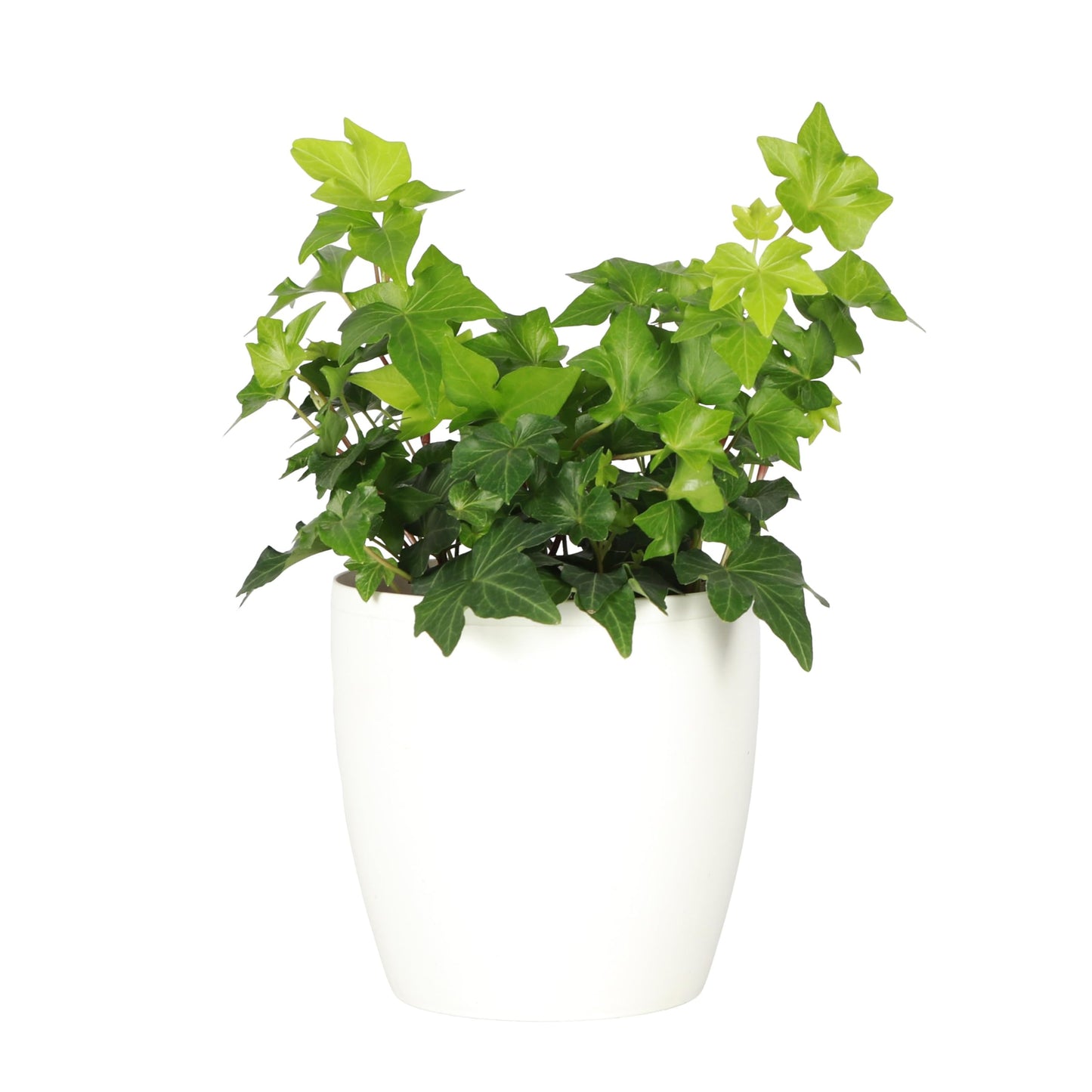 Thorsen's Greenhouse Live Green English Ivy Plant, Hedera Helix, Natural Air Purifier, Easy to Grow, Live Indoor Houseplant, 4" Diameter Pot, White