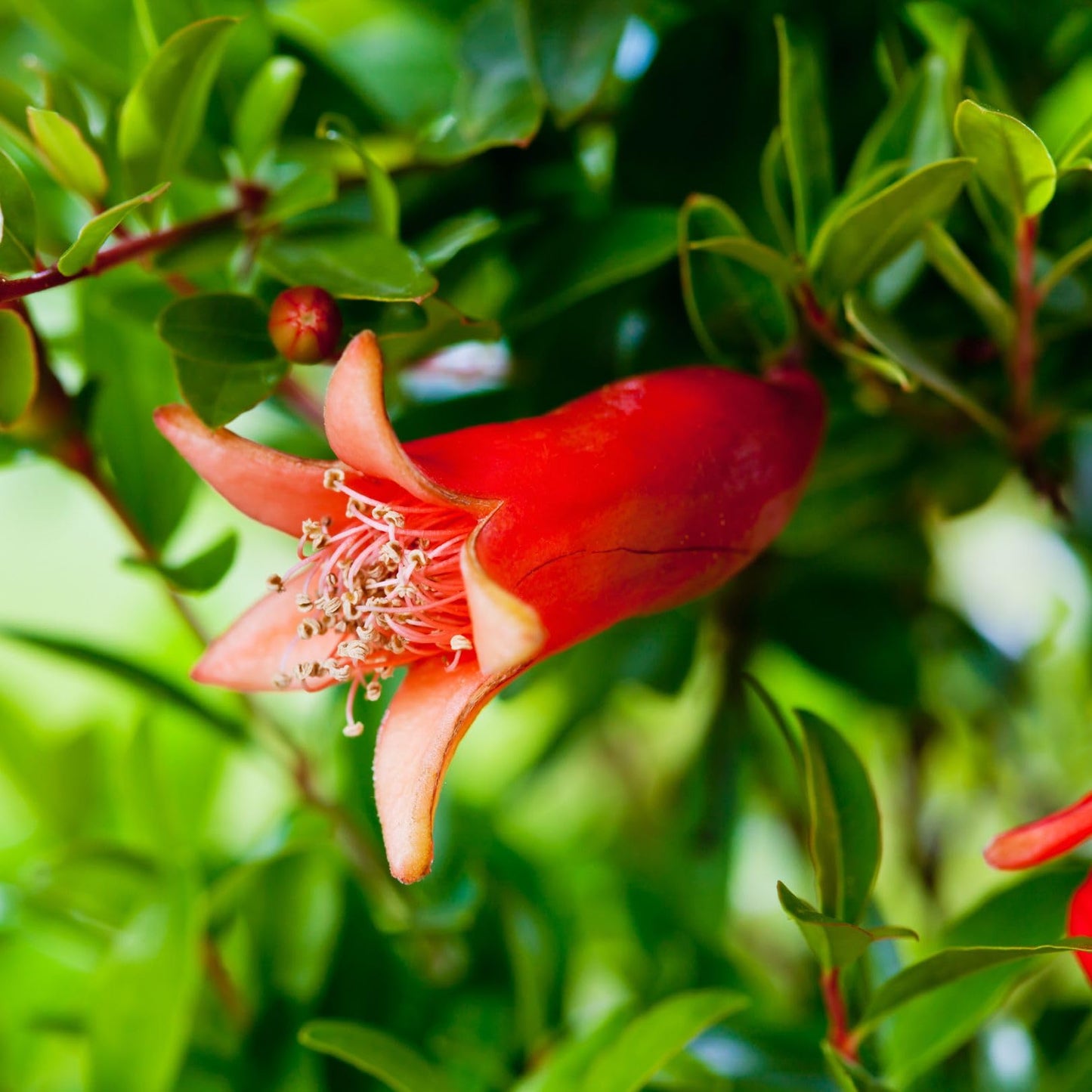 Pomegranate Salavatski Live for Sale (4 Pack) | Easy to Grow Plants | Edible Fruit Plant for Sustainable Living | Grow Your own Food on Your Edible Organic Garden| Live for Planting| 2 inch Pot