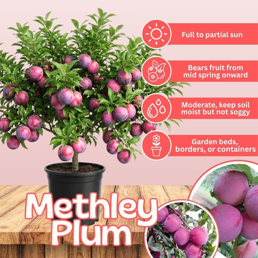 Methley Plum Tree 2-3 Feet Tall in 3 Gallon Pot, Red Purple Plum Plant Live, Hardy PlumsTrees for Planting Outdoor Garden, No Ship to CA