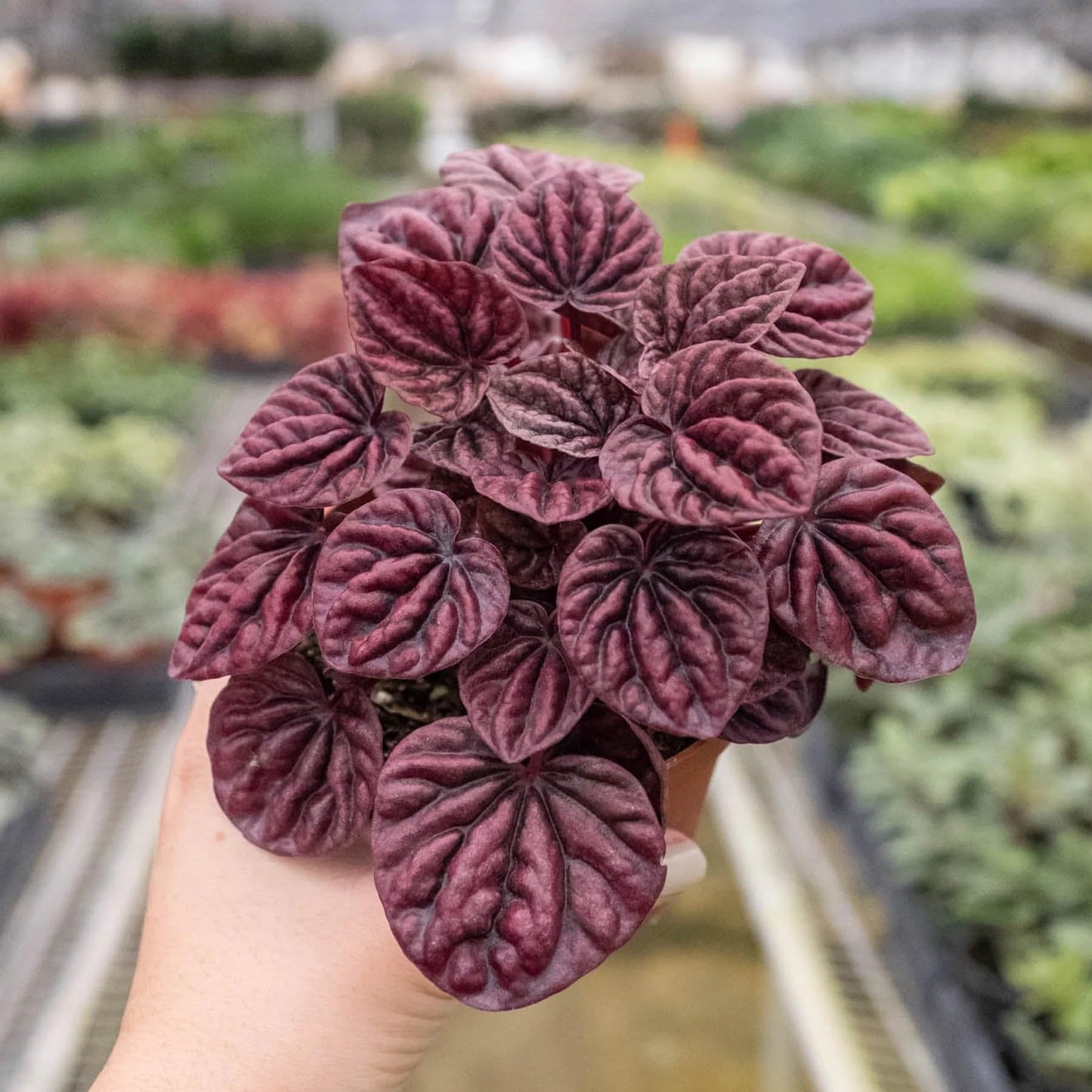 Peperomia 'Ripple Red' in 4in Pot - Live Plants Tropical Houseplants | Variegated | USA Growers | The Snobby Leaf