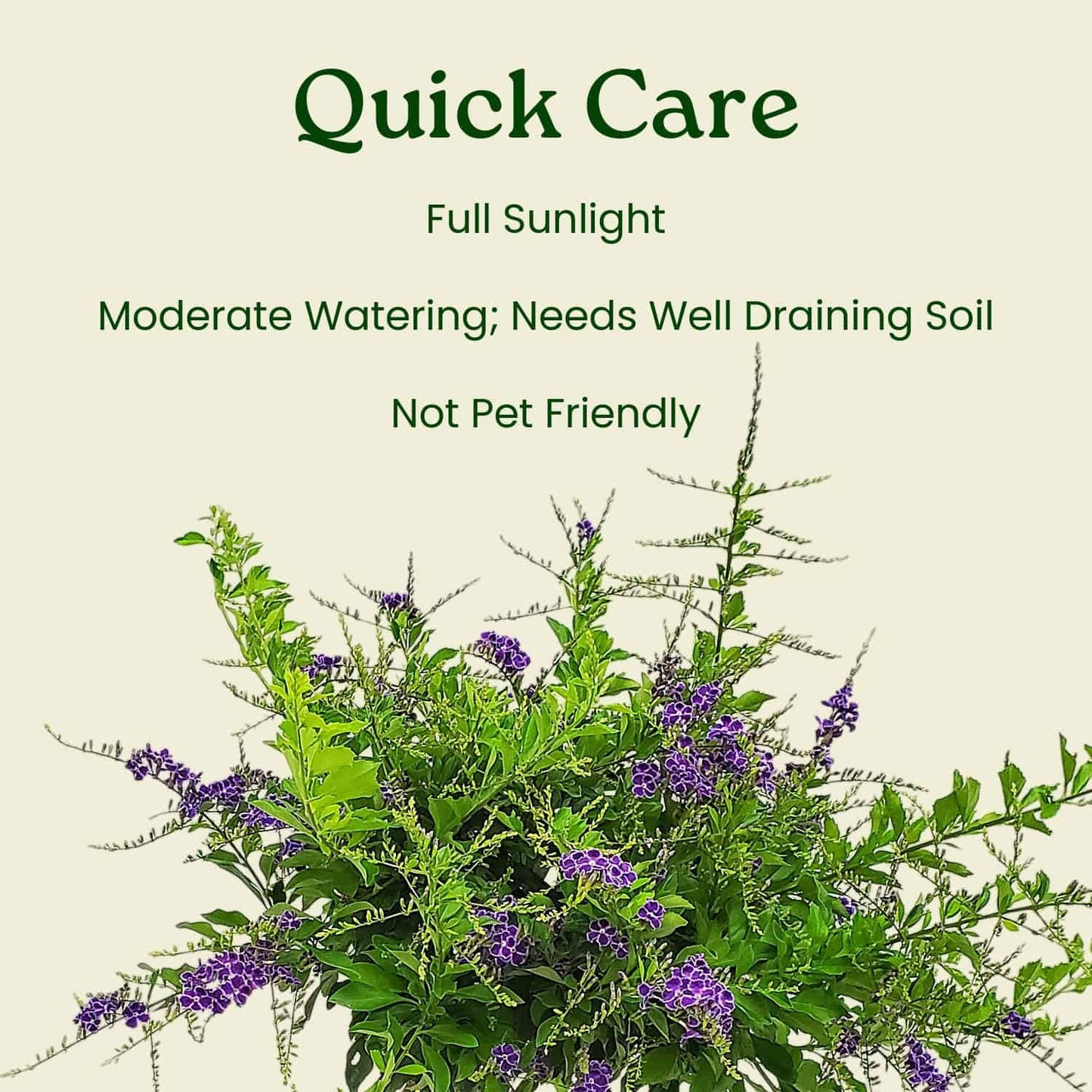 Duranta Tree Live Plant - Purple Showers - Overall Height 36" to 42" - Tropical Plants of Florida (Plant in Growers Pot)