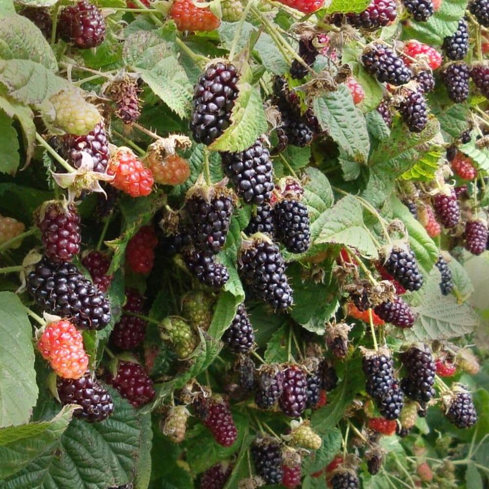 Combo 2 Boysenberry Plant 4 to 7 Inch Tall, Sweet Berry Bush Plants, Hardy Berry Fruit Plants Live for Planting Outdoor Garden, No Pot