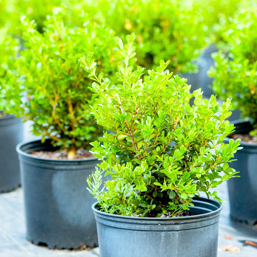 Japanese Boxwood 1 Gallon
