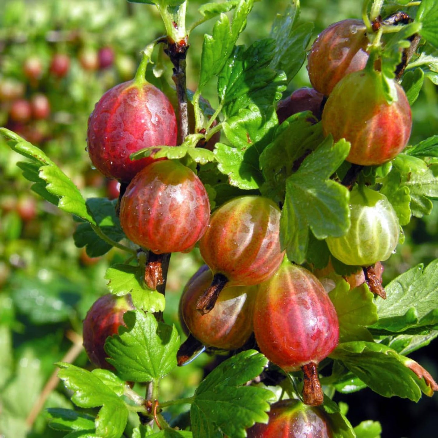 Gooseberry Plant Live, 5-9 Inc Tall, Sweet Gooseberry Bush Live Plant Well Rooted, Berry Plant Live for Planting